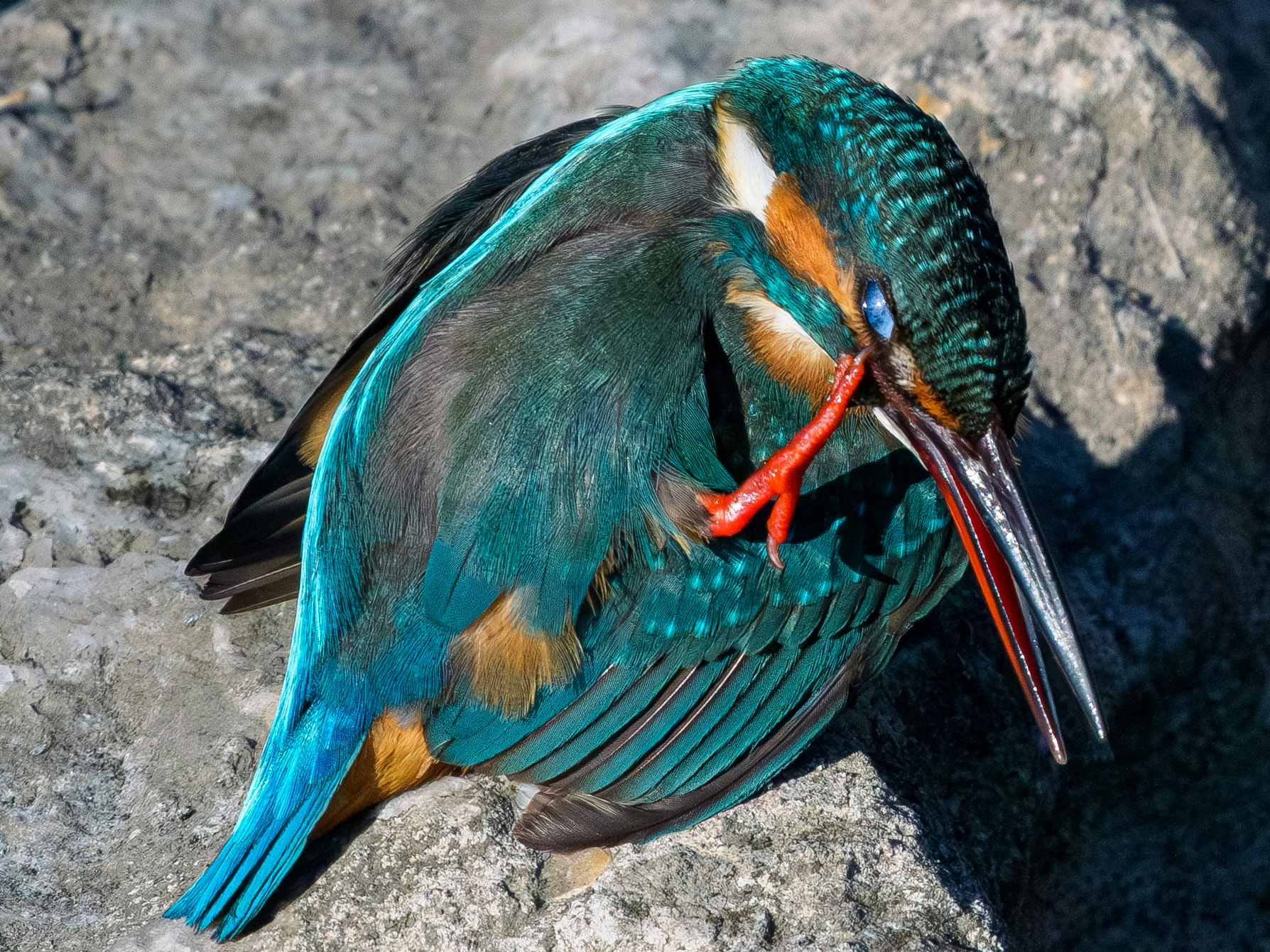 岩場にとまる鮮やかなカワセミのような鳥