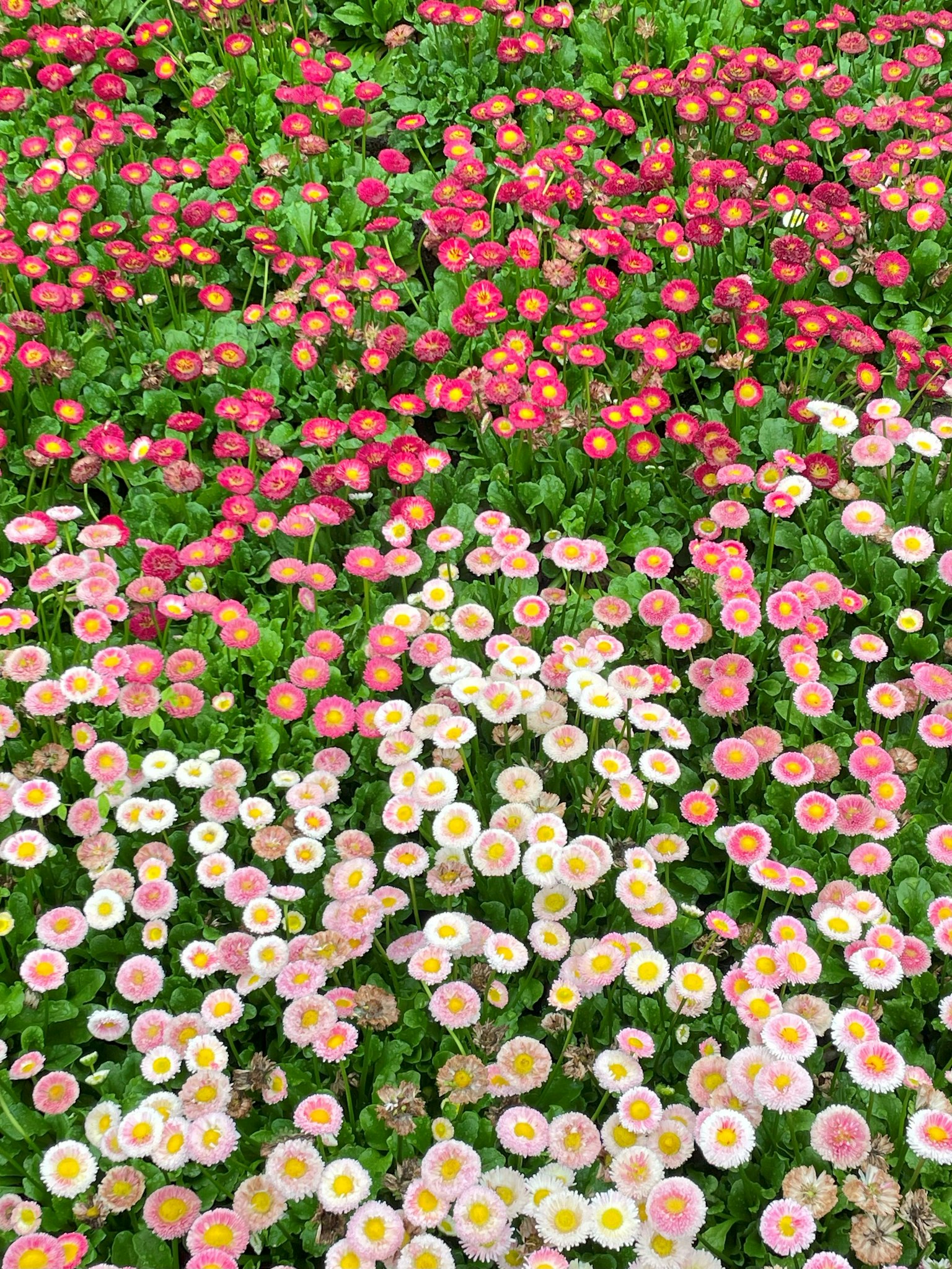Jardín vibrante lleno de flores coloridas en plena floración