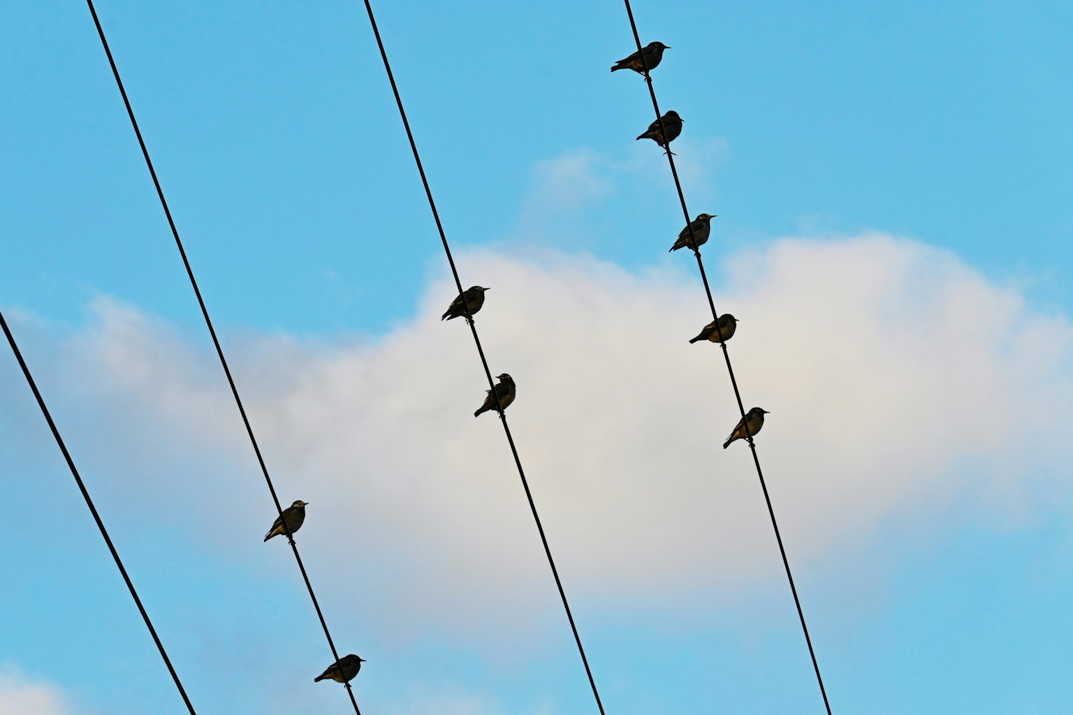 Des oiseaux perchés sur des fils électriques sous un ciel bleu