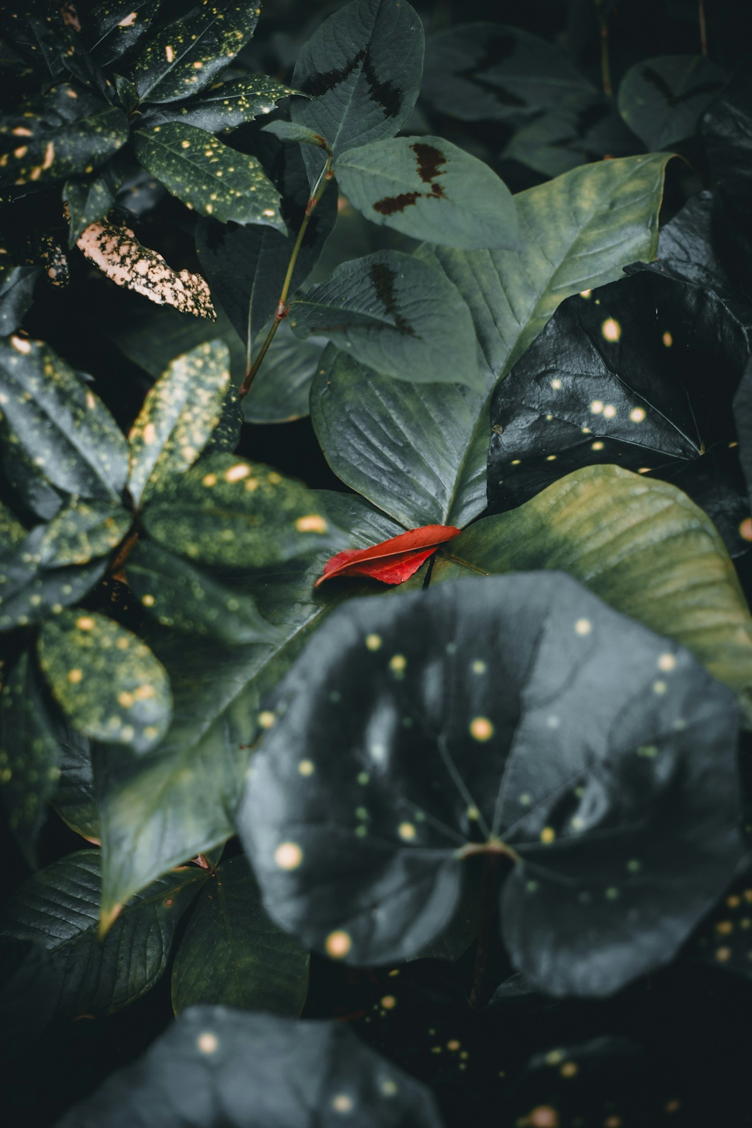綠色葉子之間有紅色花瓣的特寫
