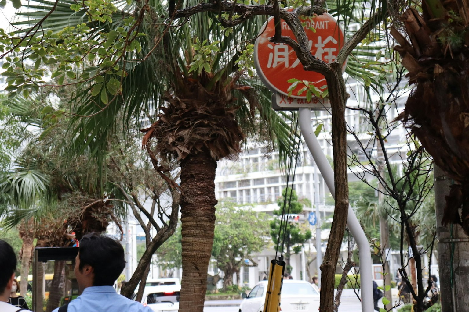 Cảnh phố với biển báo đỏ và cây cọ