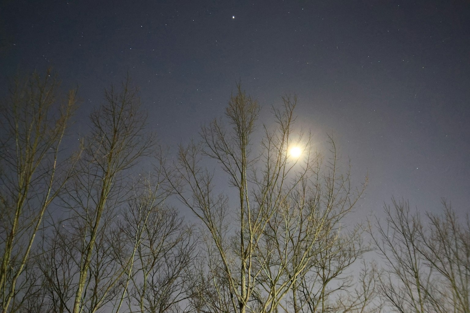 Escena nocturna con luna brillante y árboles en silueta