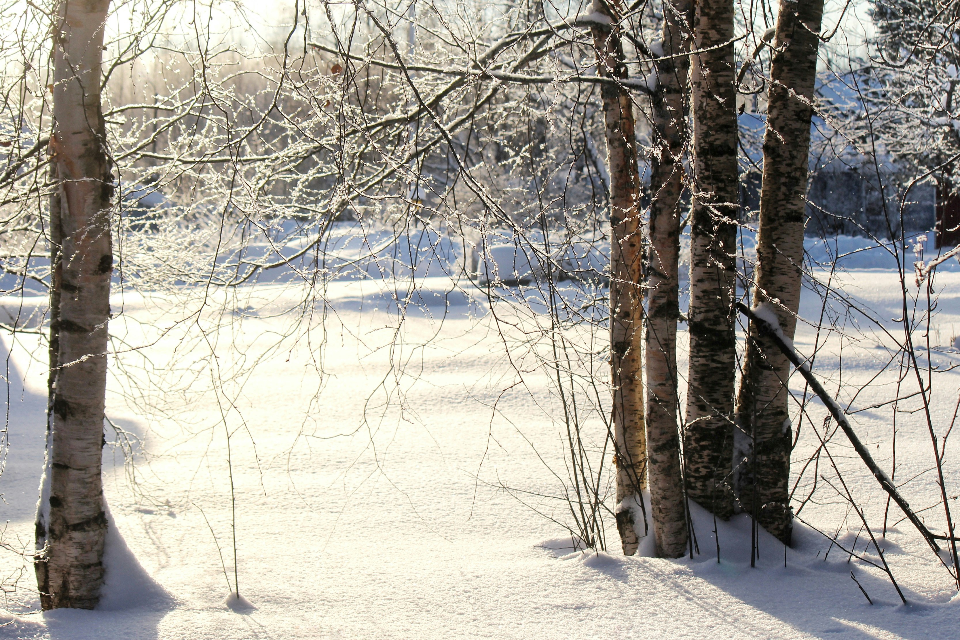 Sentier en forêt enneigée bordé d’arbres en hiver