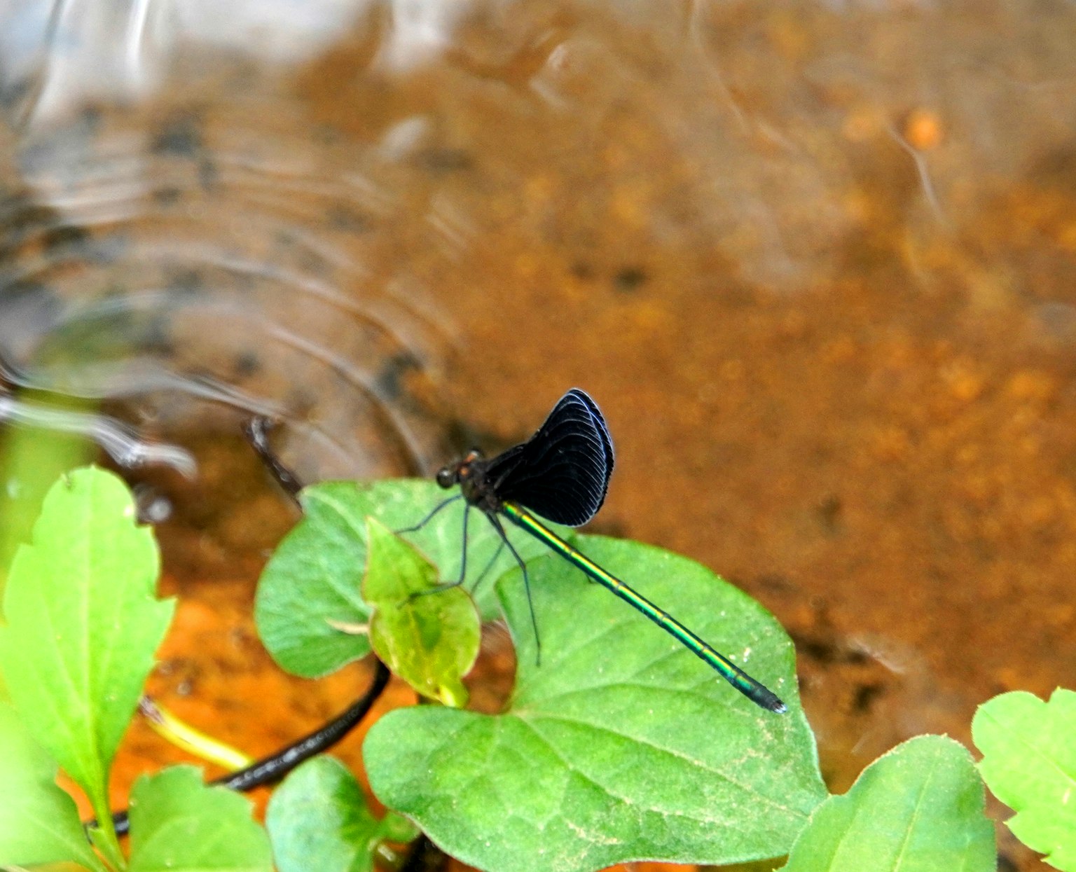 Schwarze Libelle auf einem Blatt am Wasser