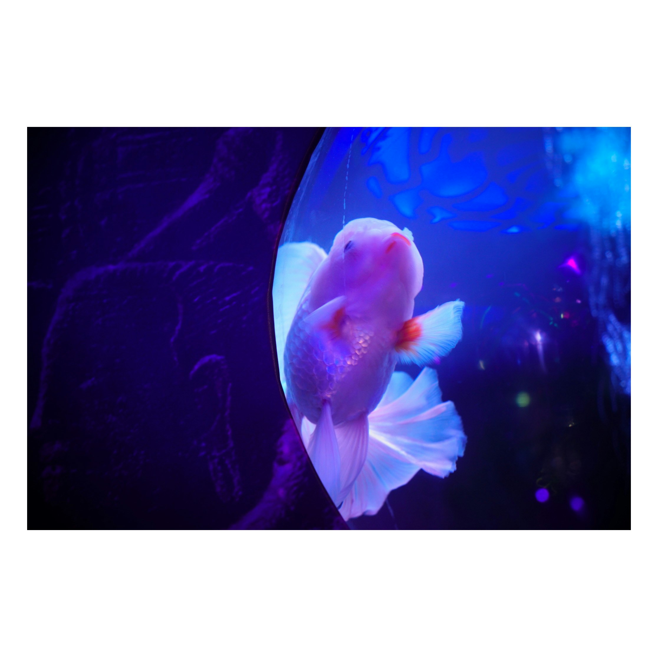 poisson rouge dans un aquarium éclairé en bleu