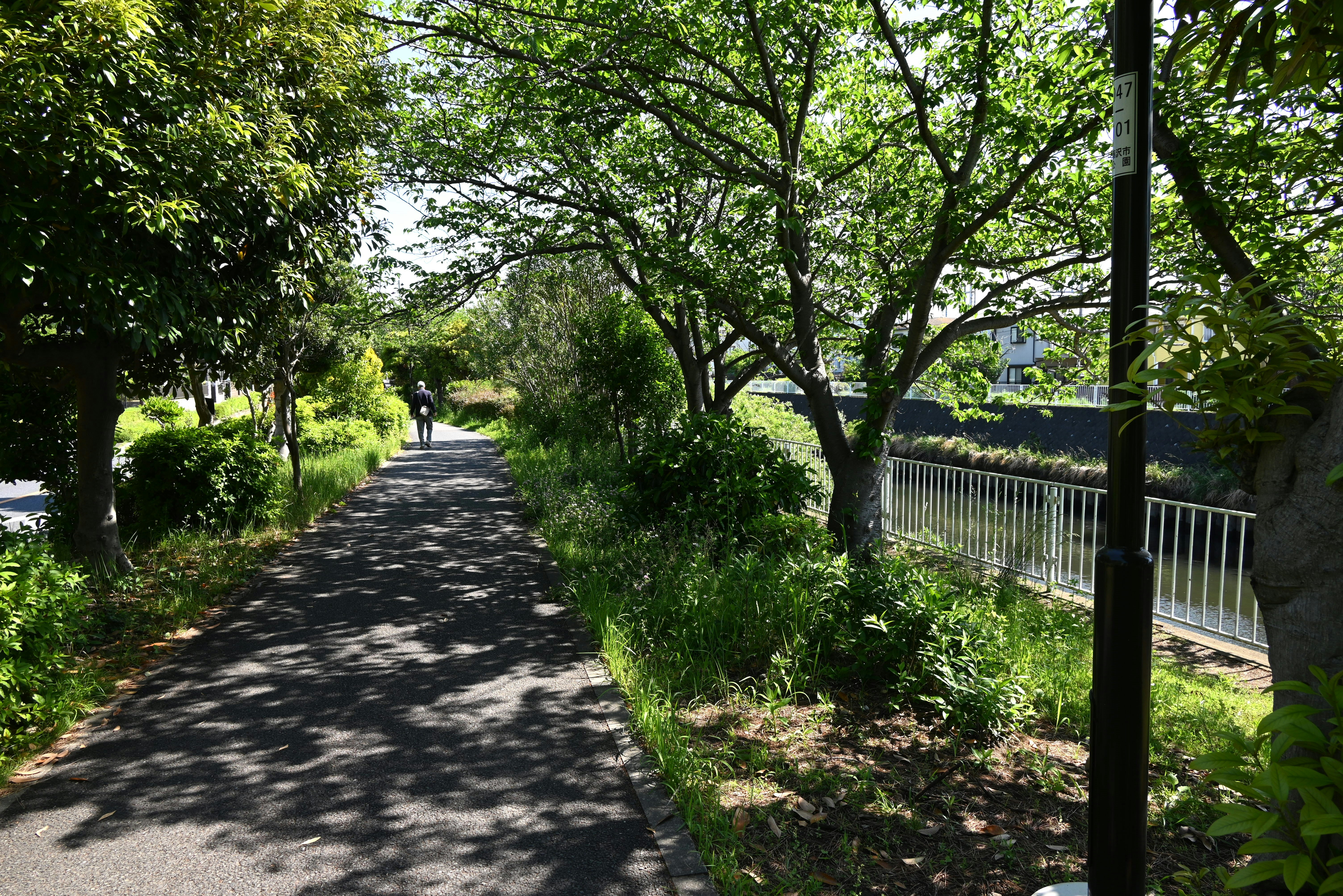 木々に囲まれた遊歩道のある緑の並木道