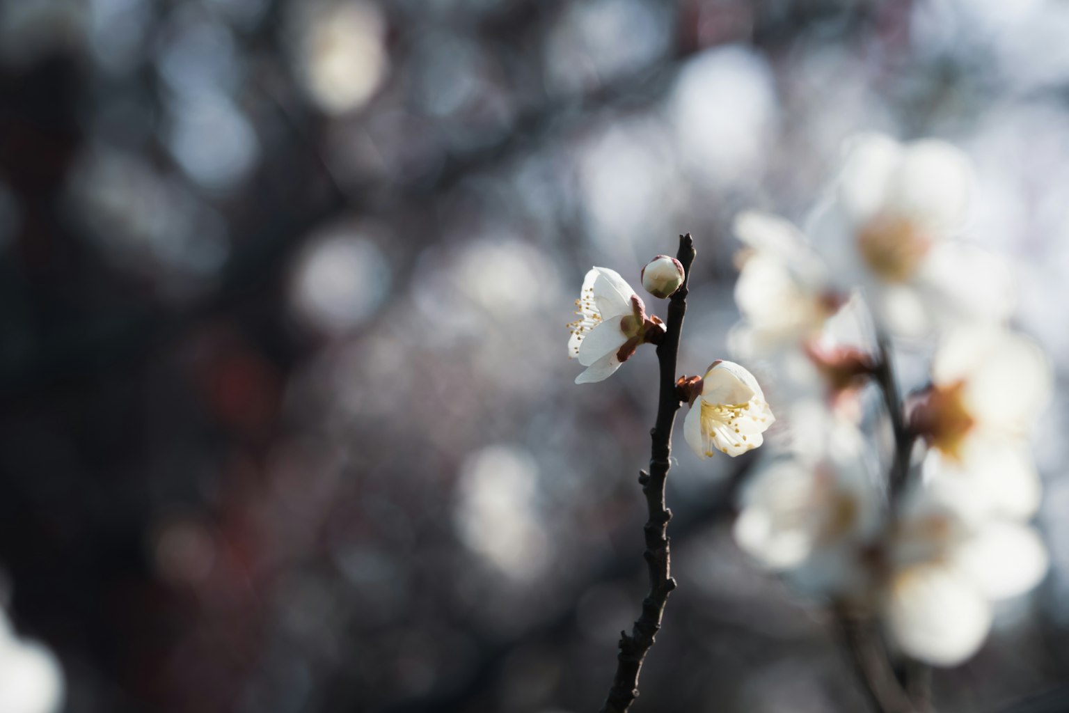 Primo piano di un ramo con fiori bianchi sfondo sfocato