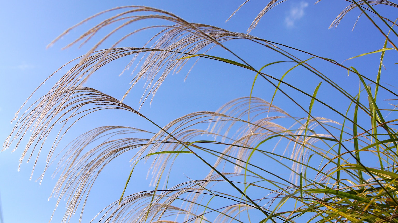 Gruppe von Gras mit federartigen Ähren vor blauem Himmel