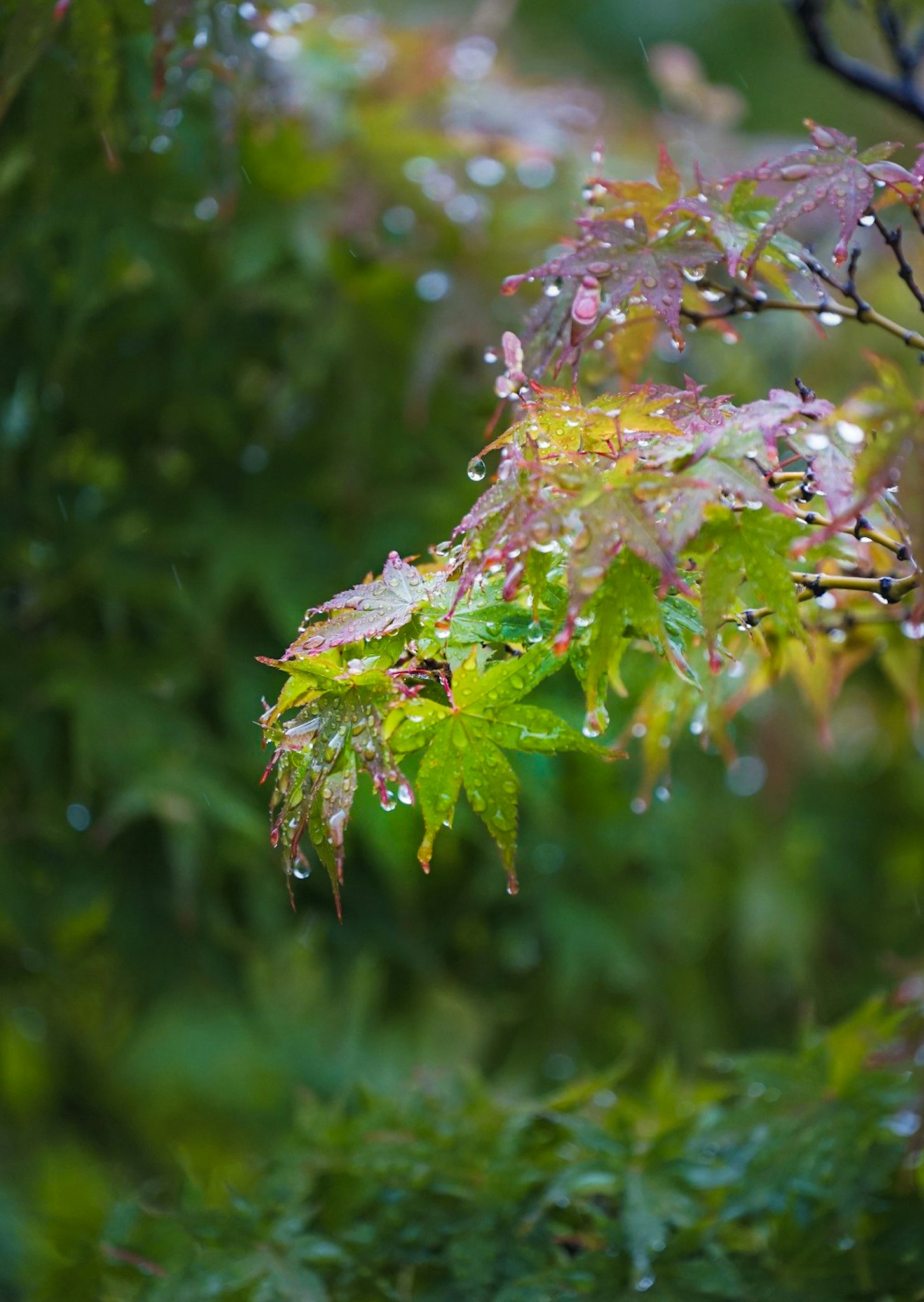 雨滴落在新葉枝條上