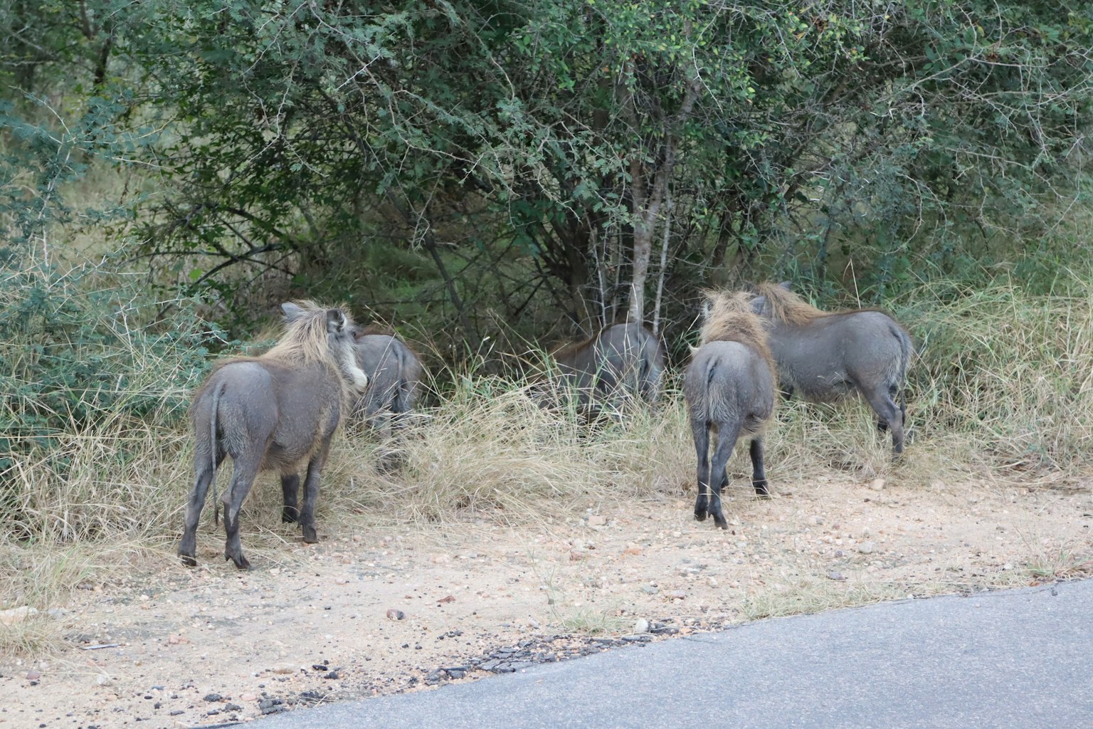 A group of warthogs standing near bushes