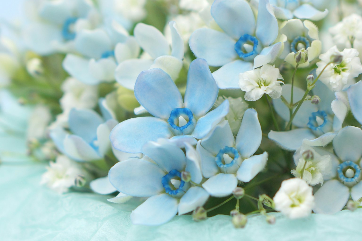 一束美麗的藍白花束
