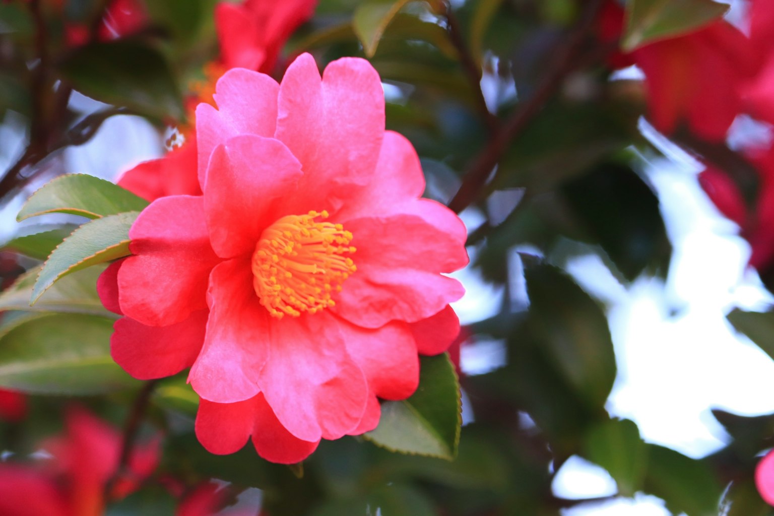 Acercamiento de una flor de camelia rosa vibrante con hojas verdes