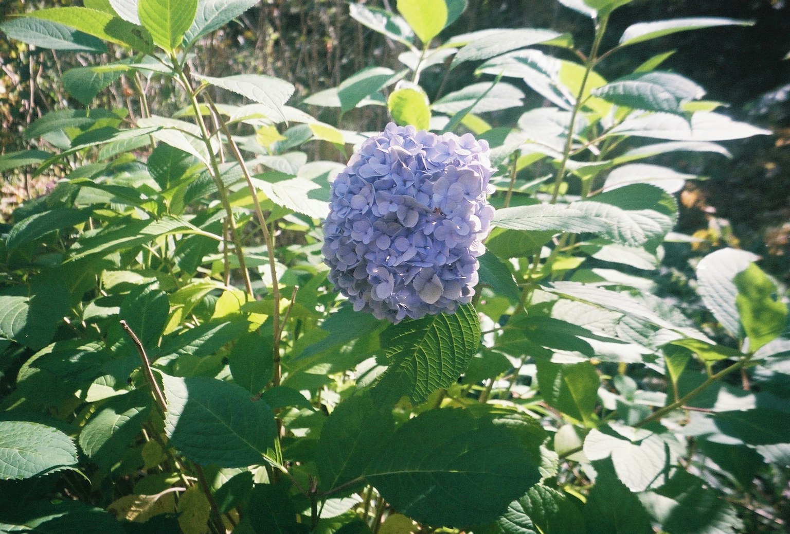 一簇紫色花朵被绿色叶子环绕