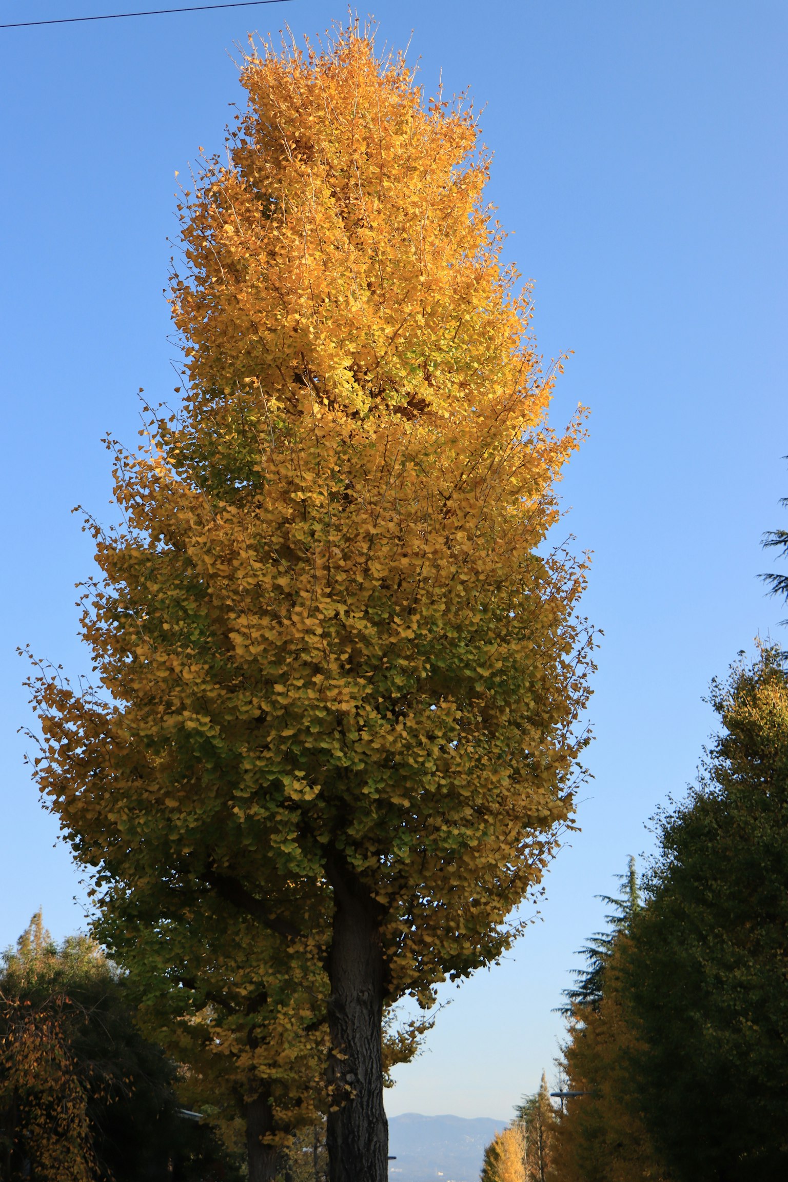 Hoher Baum mit lebhaften gelben Blättern unter einem blauen Himmel