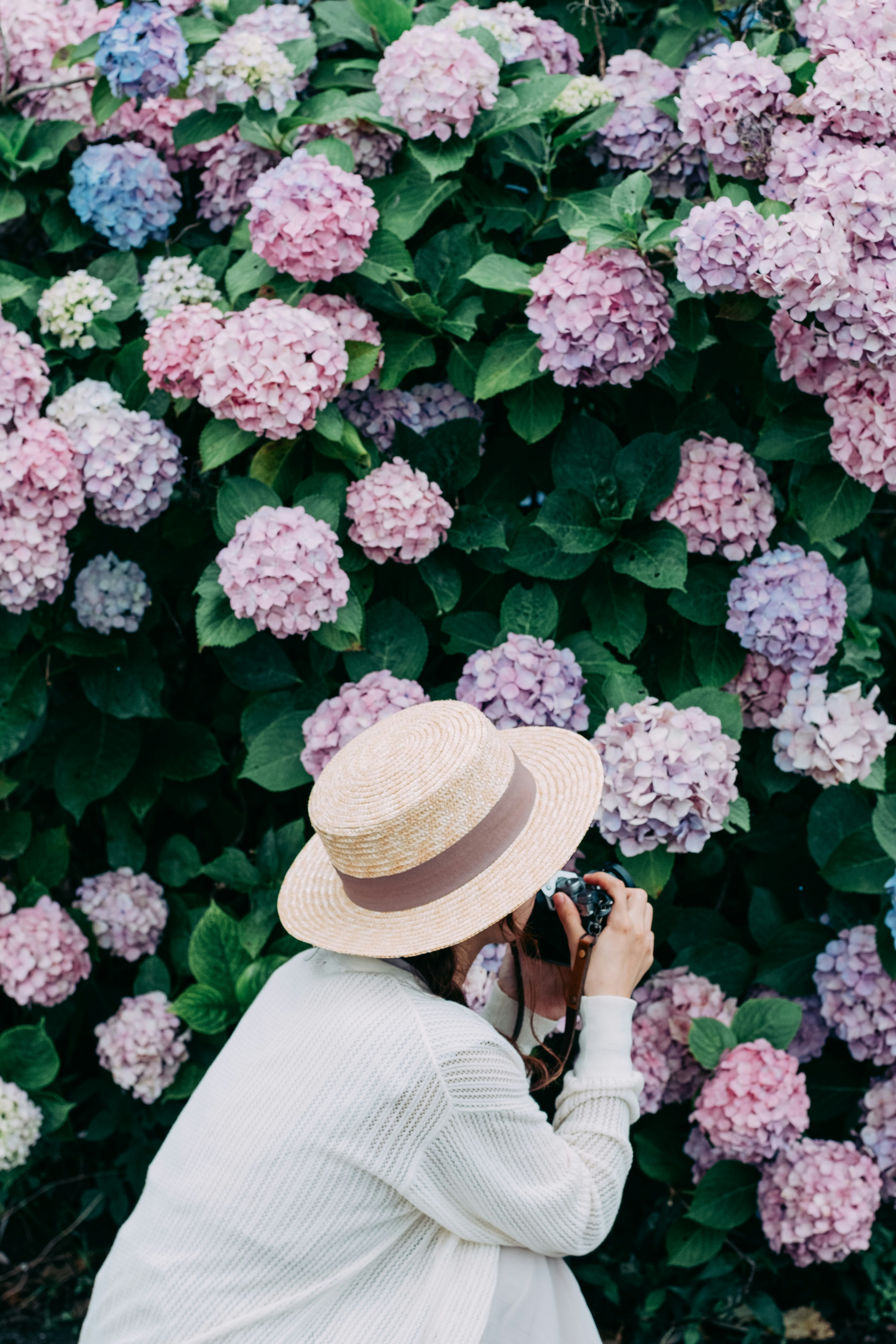 donna con cappello di paglia tra ortensie rosa