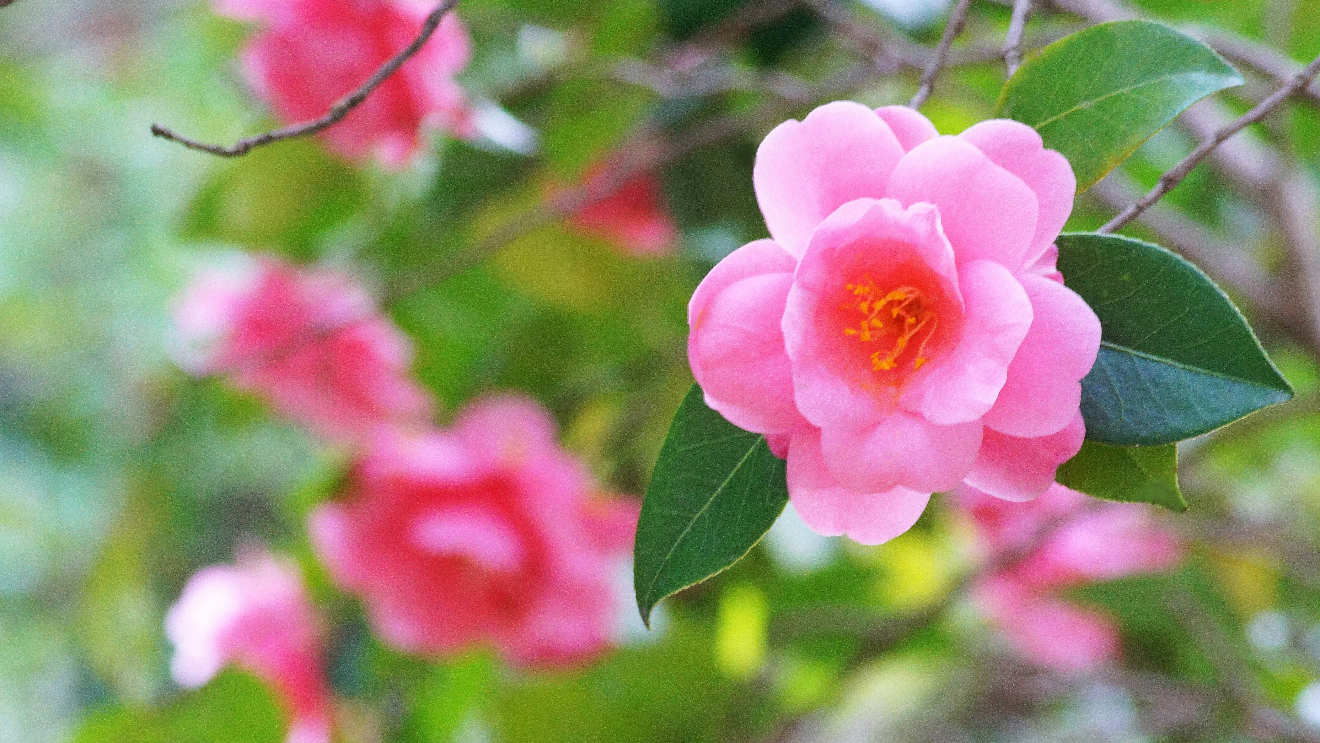 ピンクの椿の花と葉がぼけた背景に咲く
