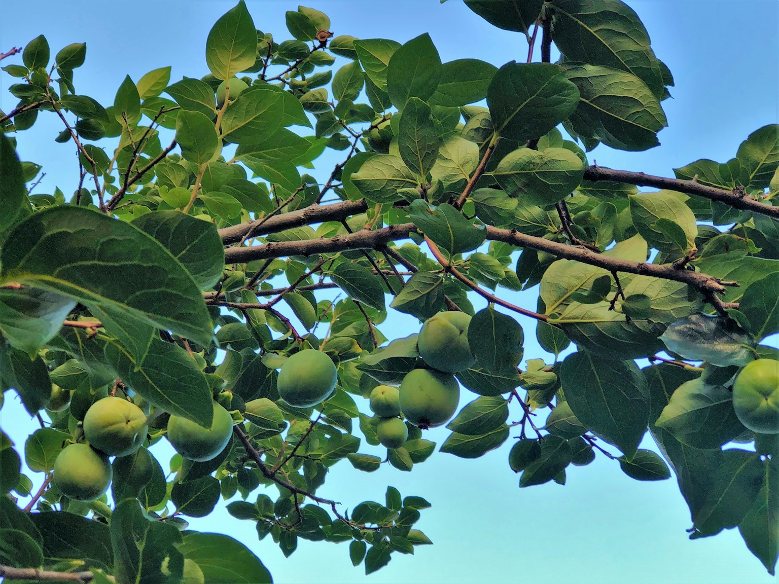 Cabang dengan buah hijau dan daun hijau subur di latar belakang langit biru