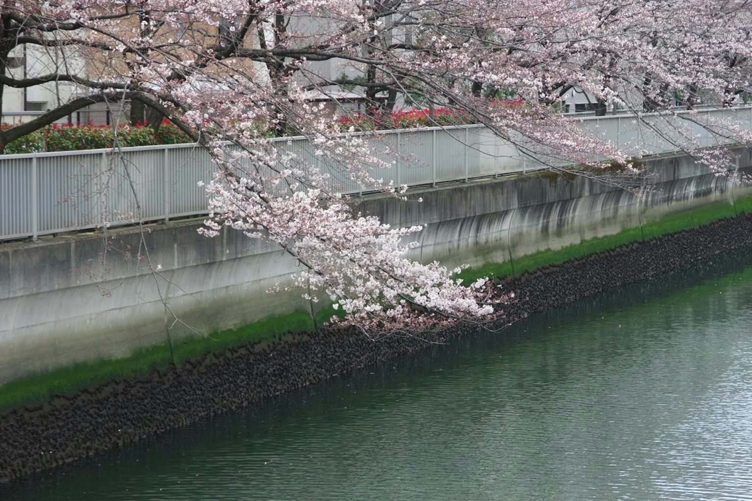 Bella scena di ciliegi in fiore che pendono sull'acqua