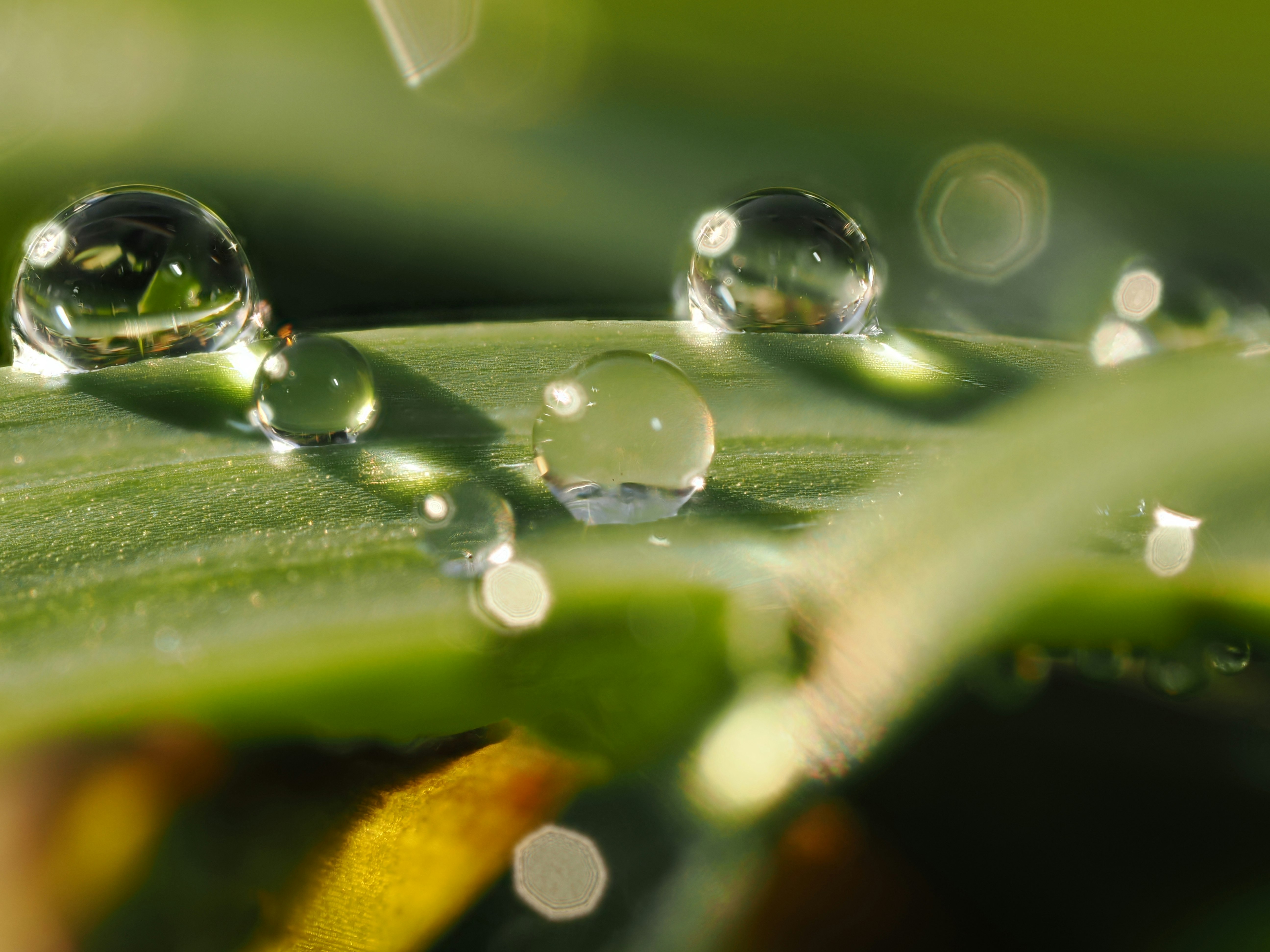macro water droplets on a leaf