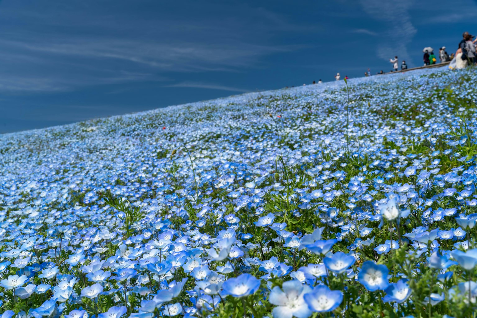 A hillside covered with blue flowers under a clear blue sky