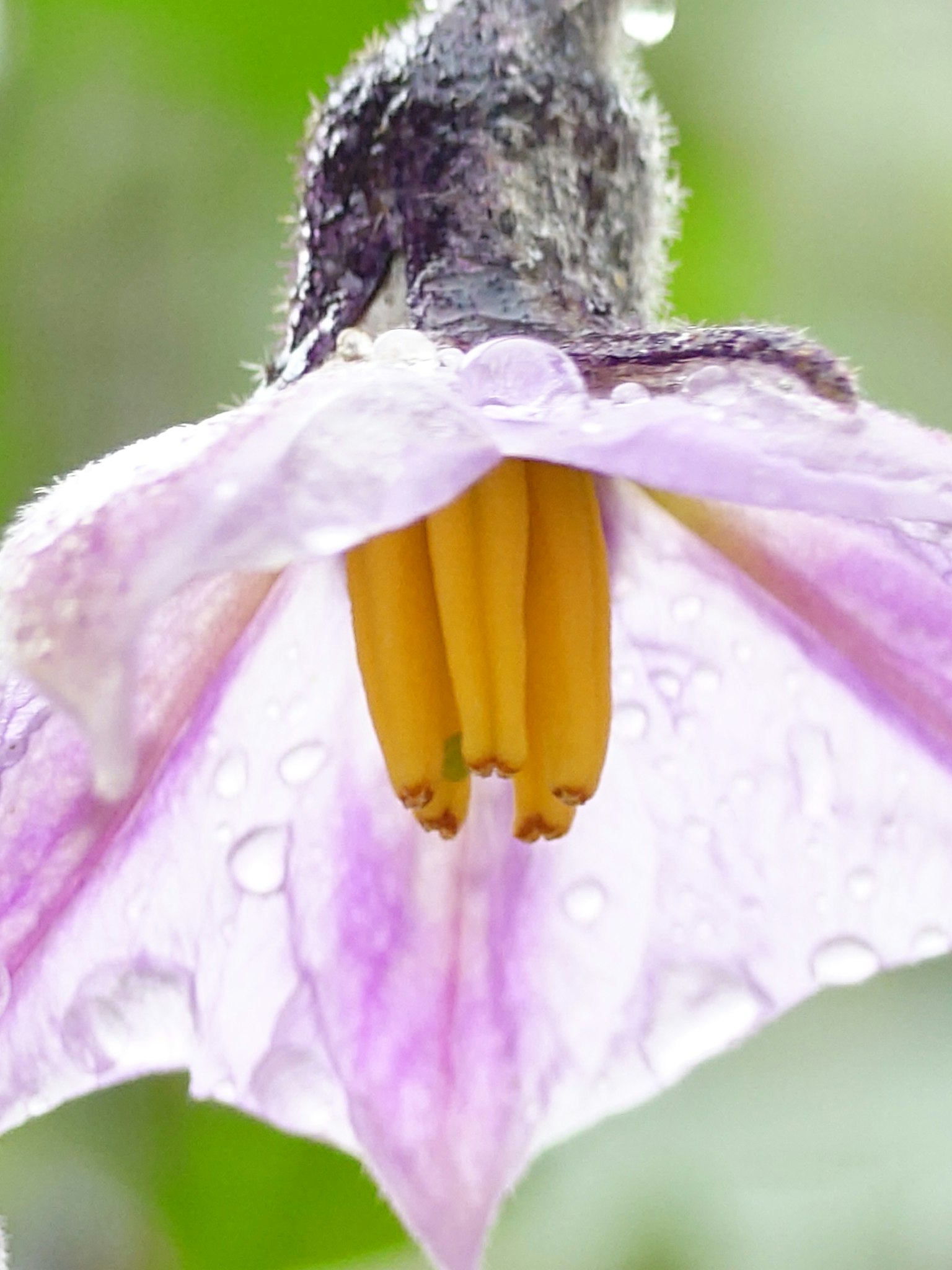 紫色の花びらと黄色の雄しべを持つ植物のクローズアップ
