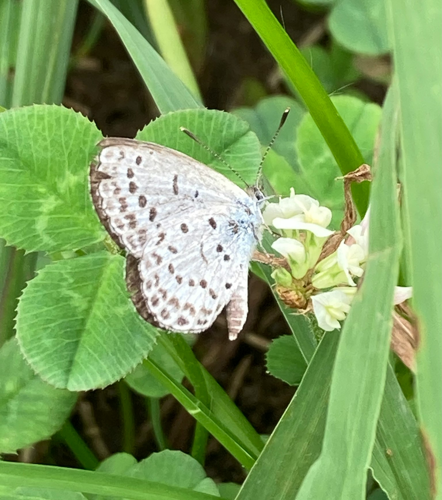 Una farfalla bianca posata su foglie di trifoglio