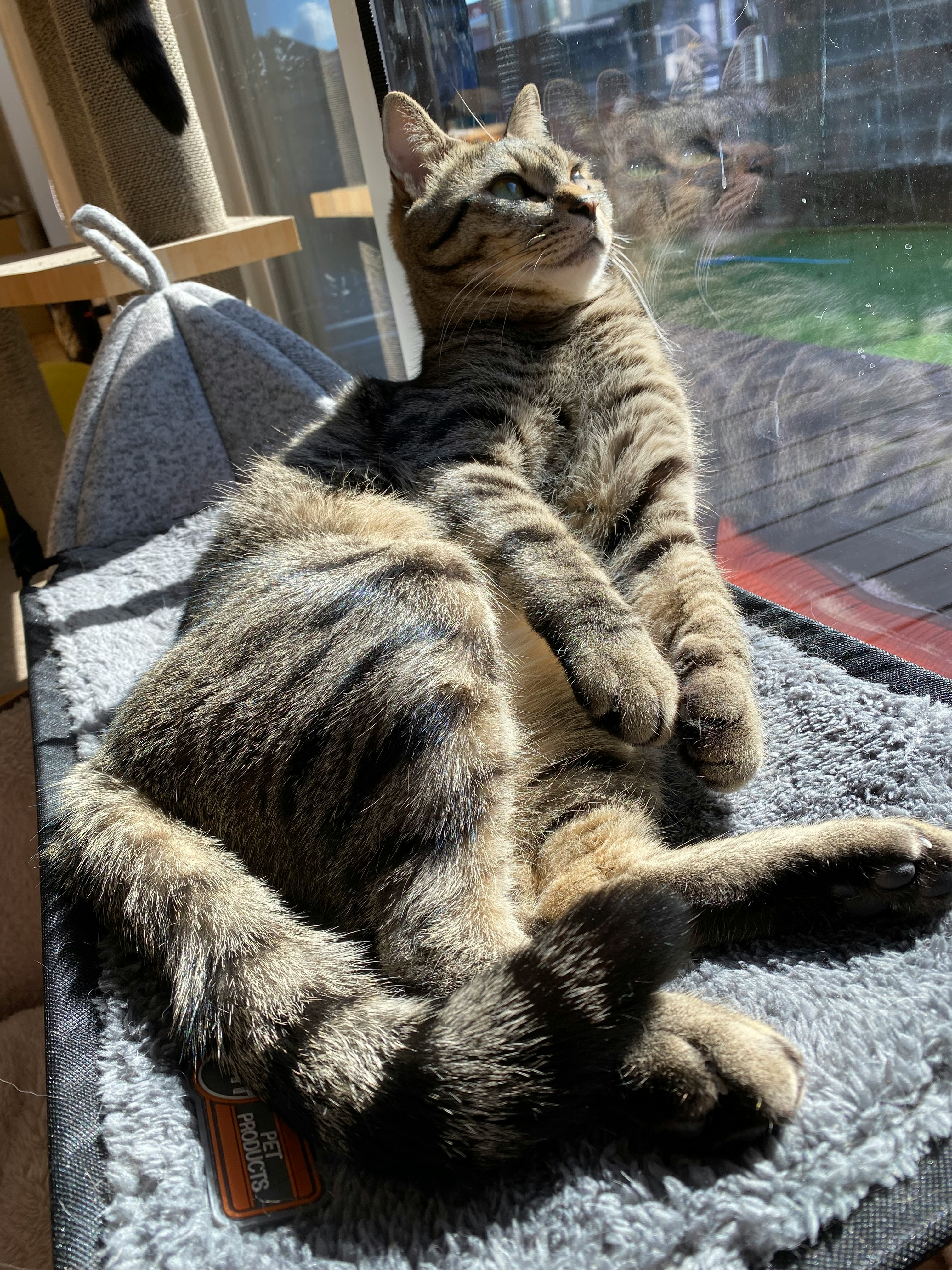 kucing belang bersantai di dekat jendela