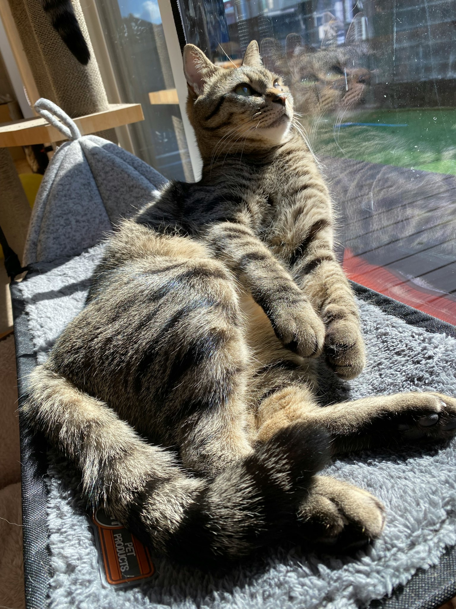 Un gatto sdraiato al sole vicino a una finestra
