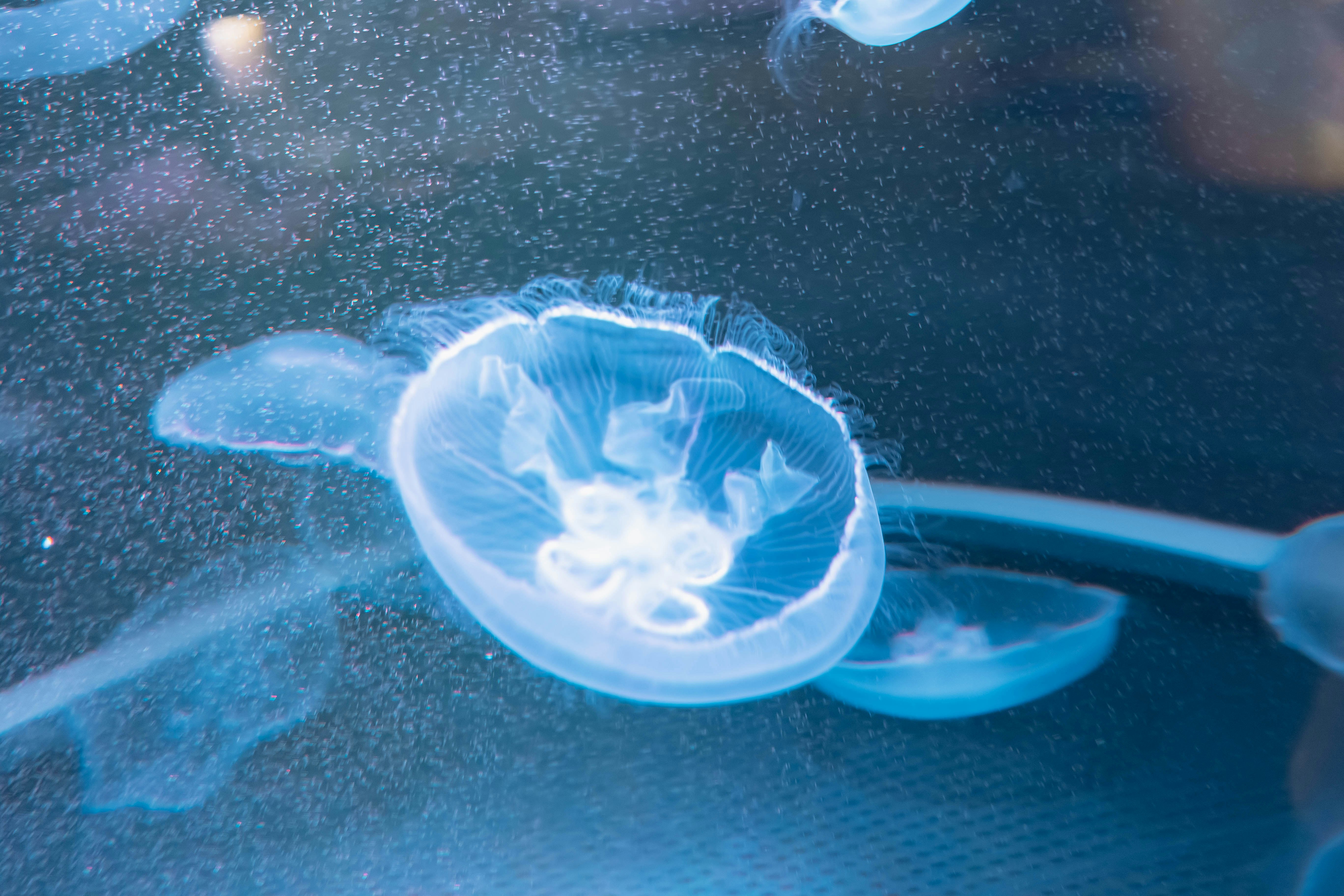 青いくらげが泳ぐ水族館の水槽内の水中景