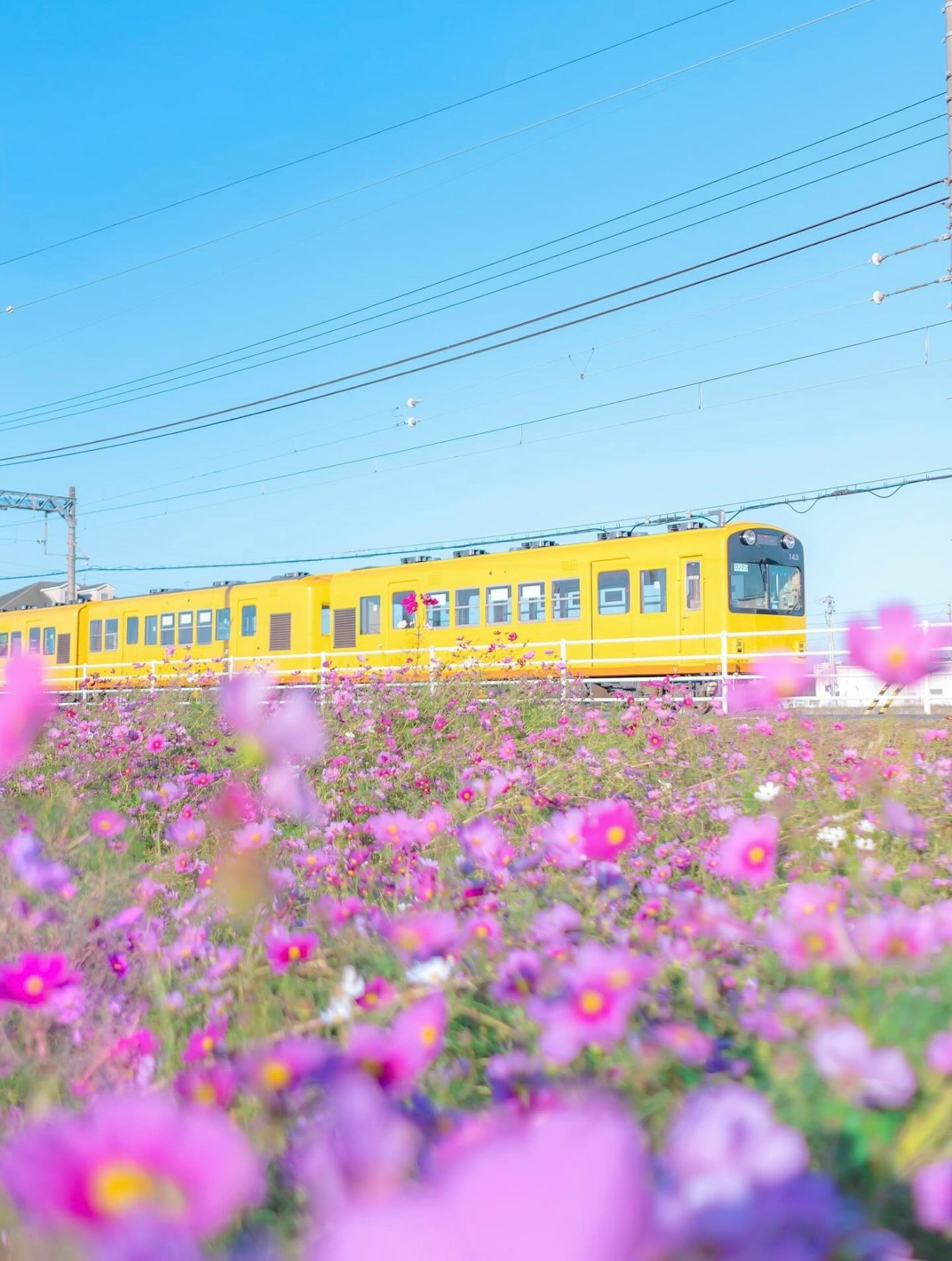 รถไฟสีเหลืองที่วิ่งผ่านทุ่งดอกไม้สีชมพูสดใสใต้ท้องฟ้าสีฟ้าใส