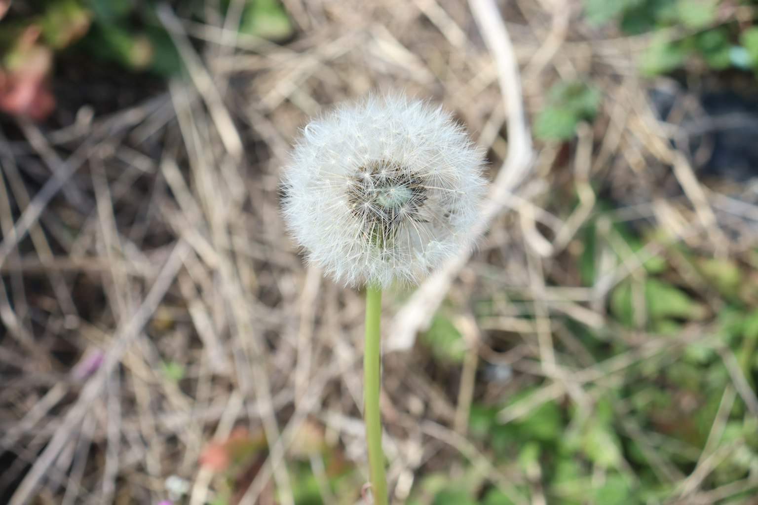 A white dandelion puff standing against a green background
