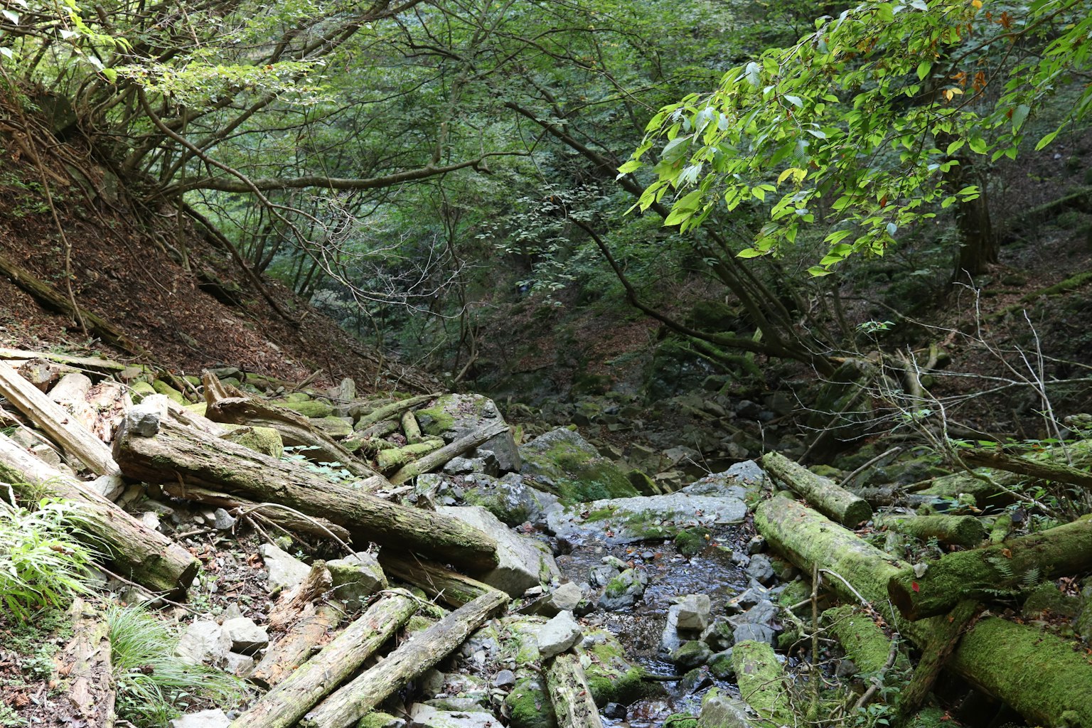 Vista escénica de un arroyo con troncos caídos en un bosque frondoso