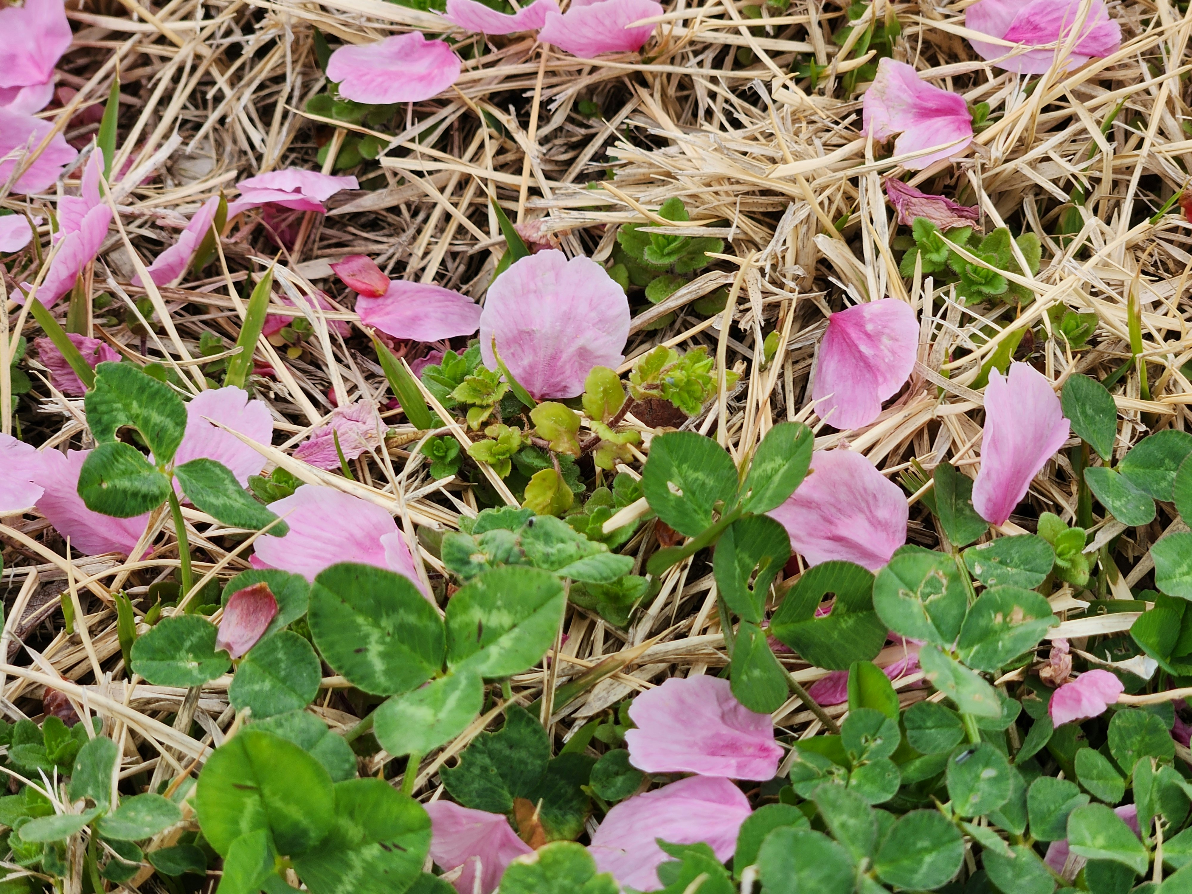 春の地面に散ったピンクの花びらとクローバーの葉