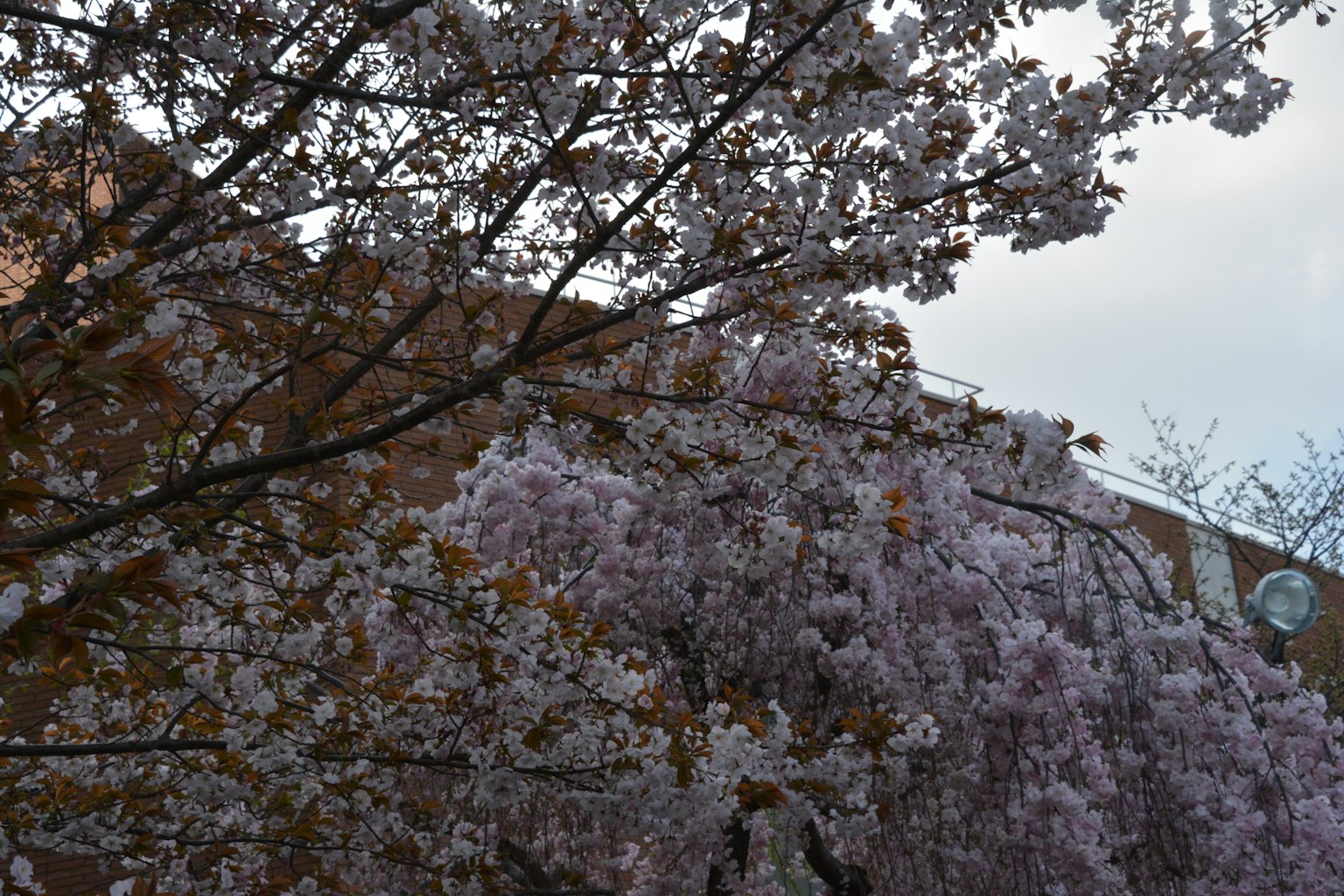 櫻花樹枝和背景中的建築