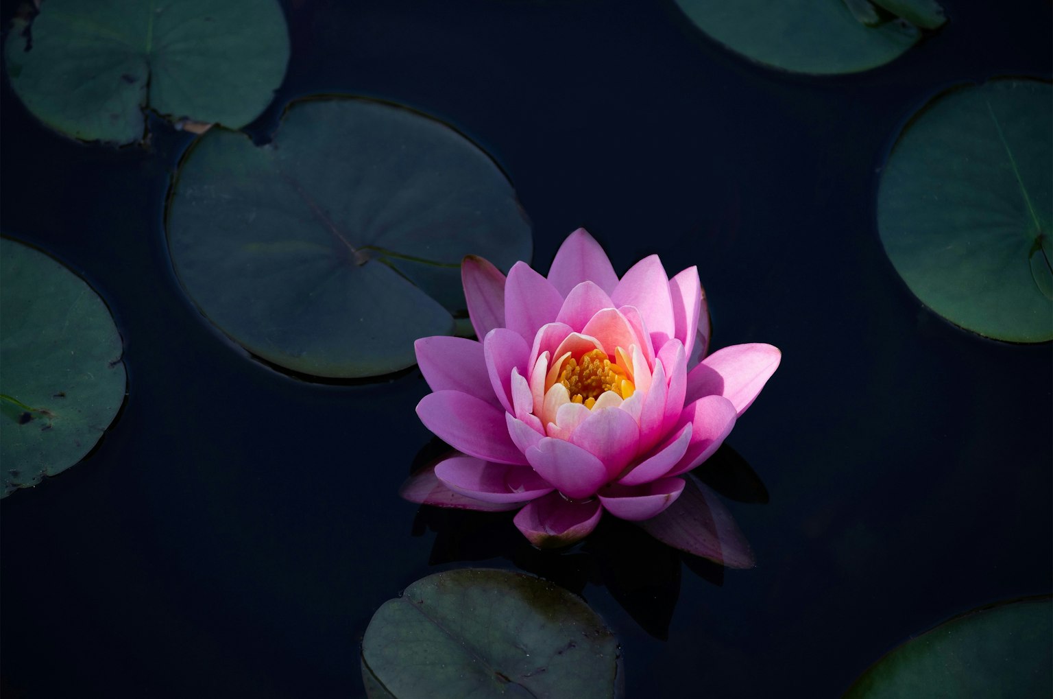 Sebuah teratai pink yang indah mengapung di kolam gelap dikelilingi daun hijau