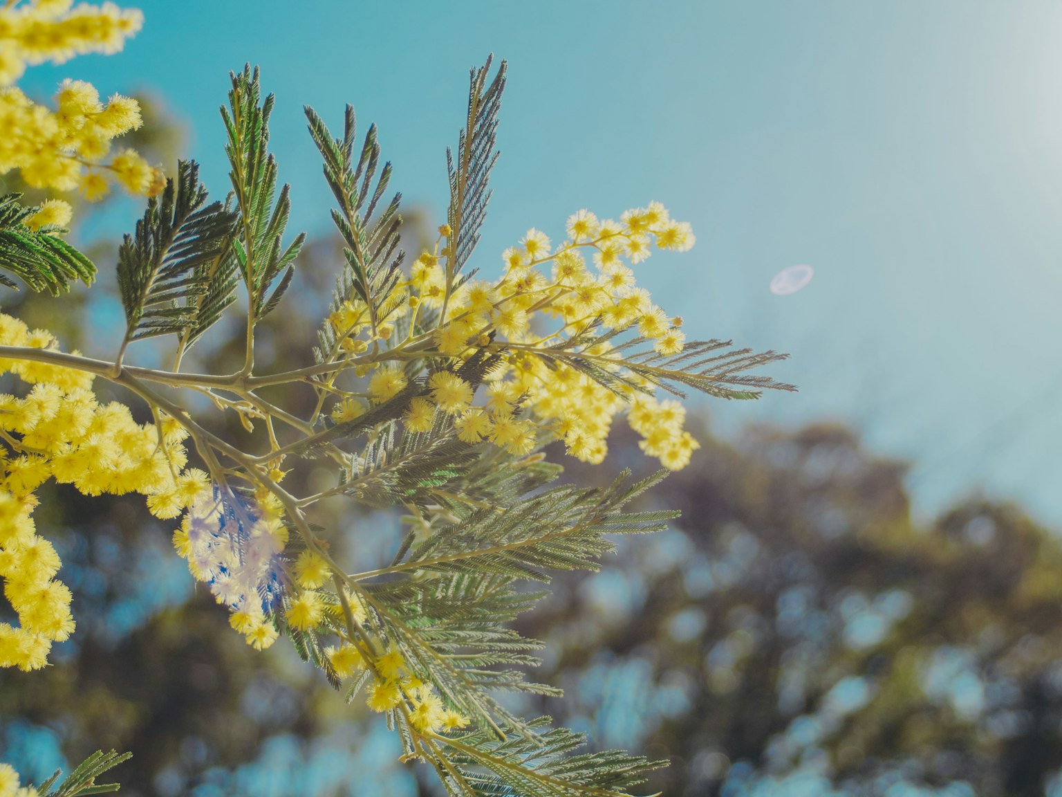 푸른 하늘 아래 노란 미모사 꽃과 초록 잎사귀