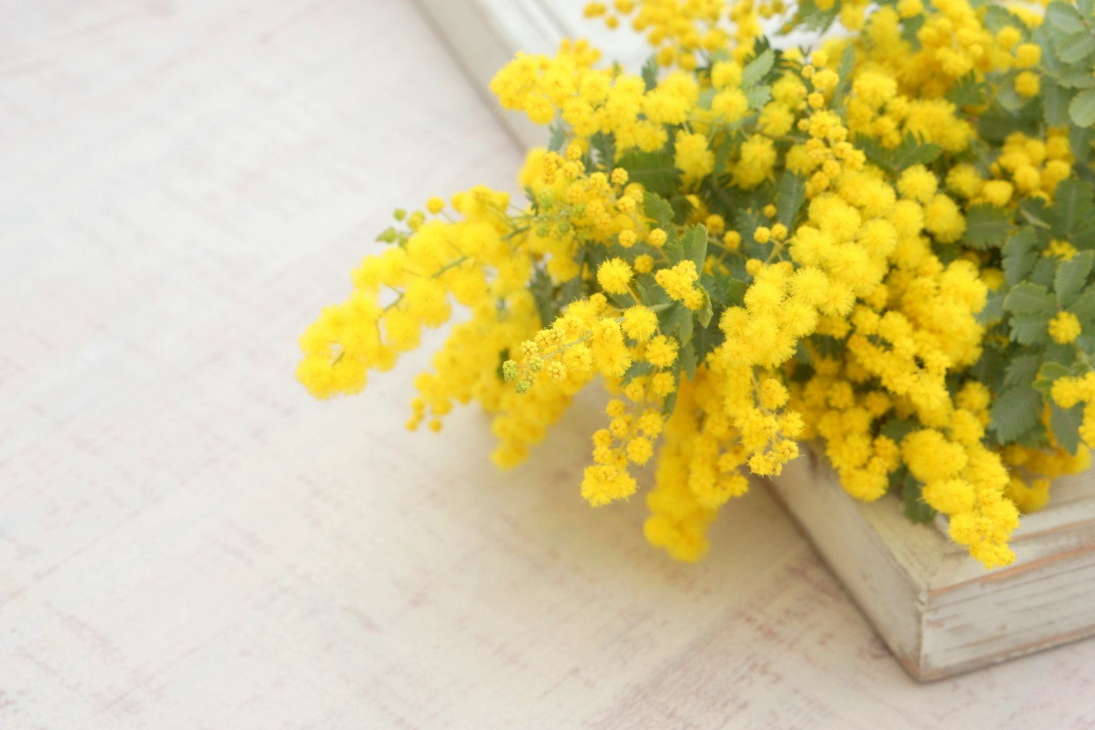 Un ramo de flores de mimosa amarillas colocado sobre un libro