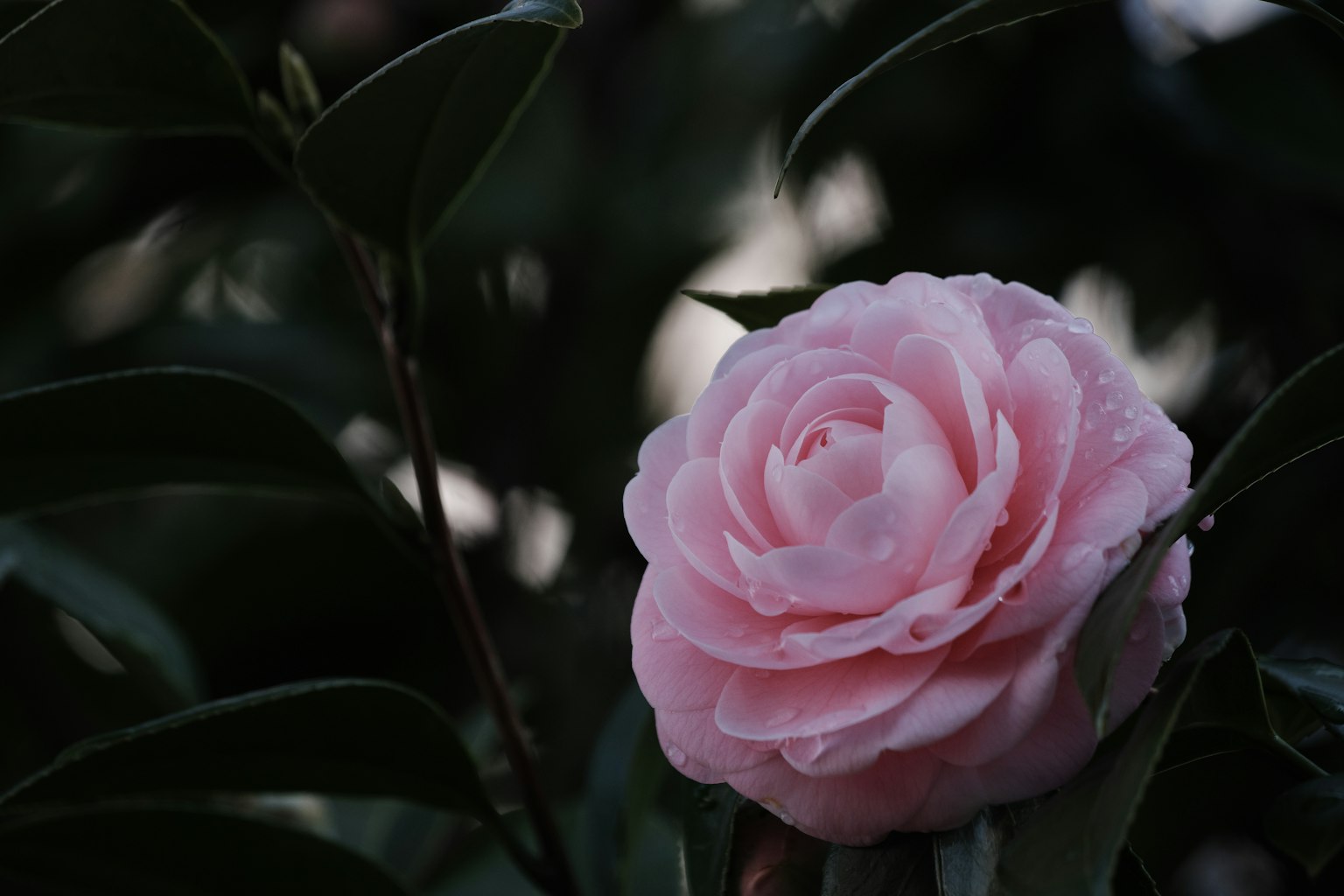 Flor de camelia rosa floreciendo entre hojas verdes oscuras