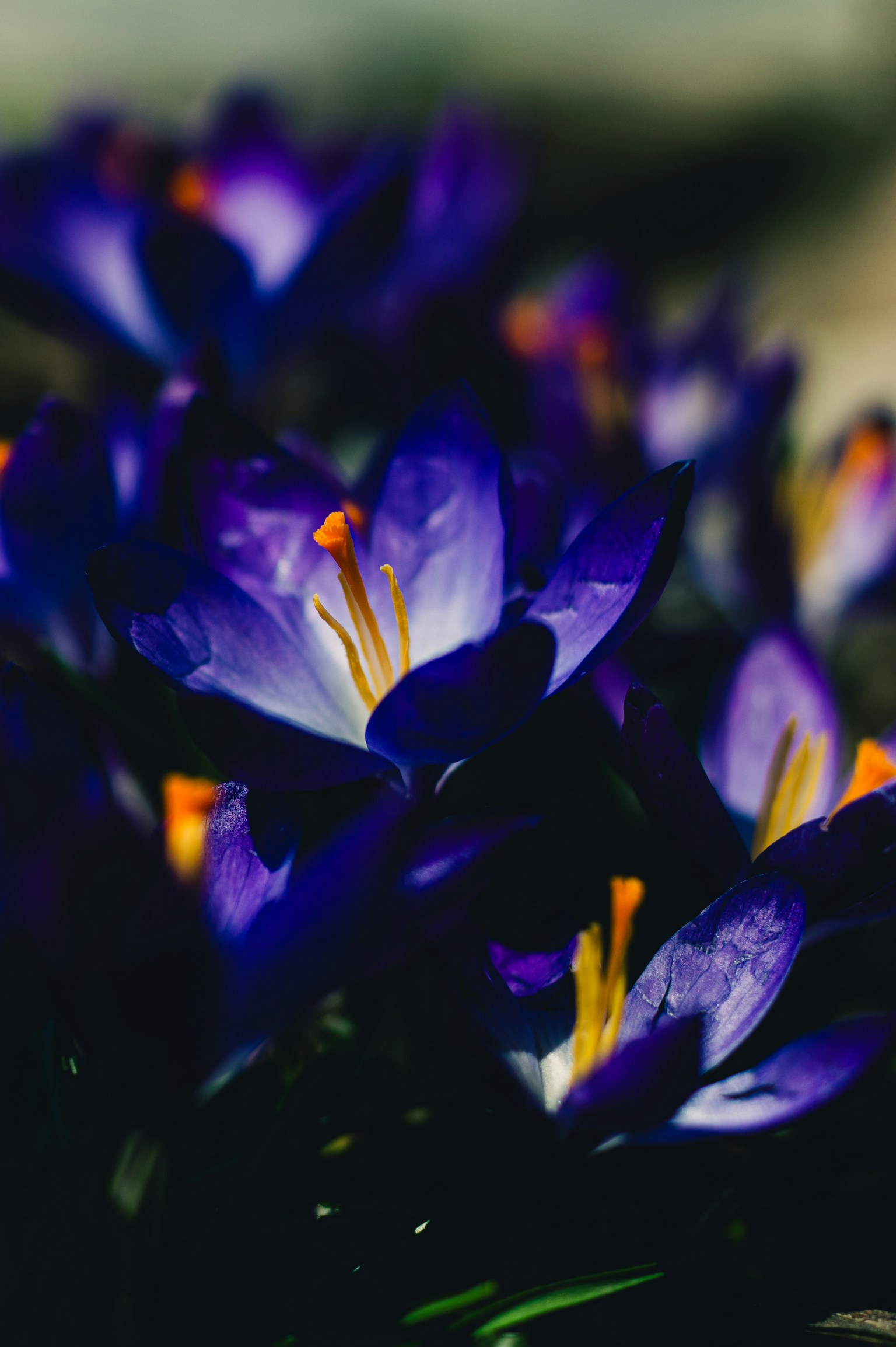 Vibrant purple crocus flowers blooming