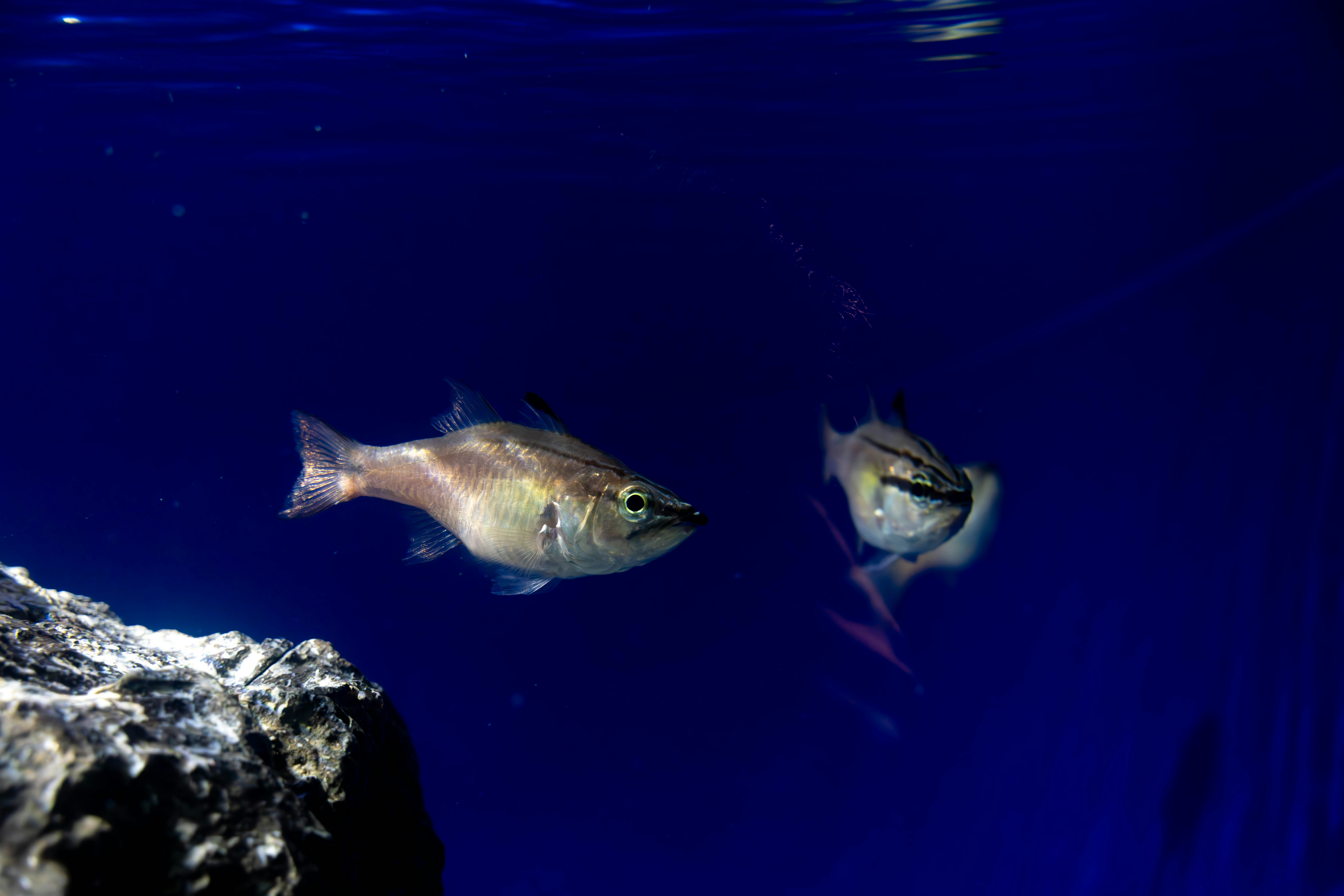 青い水中で岩のそばを泳ぐ魚