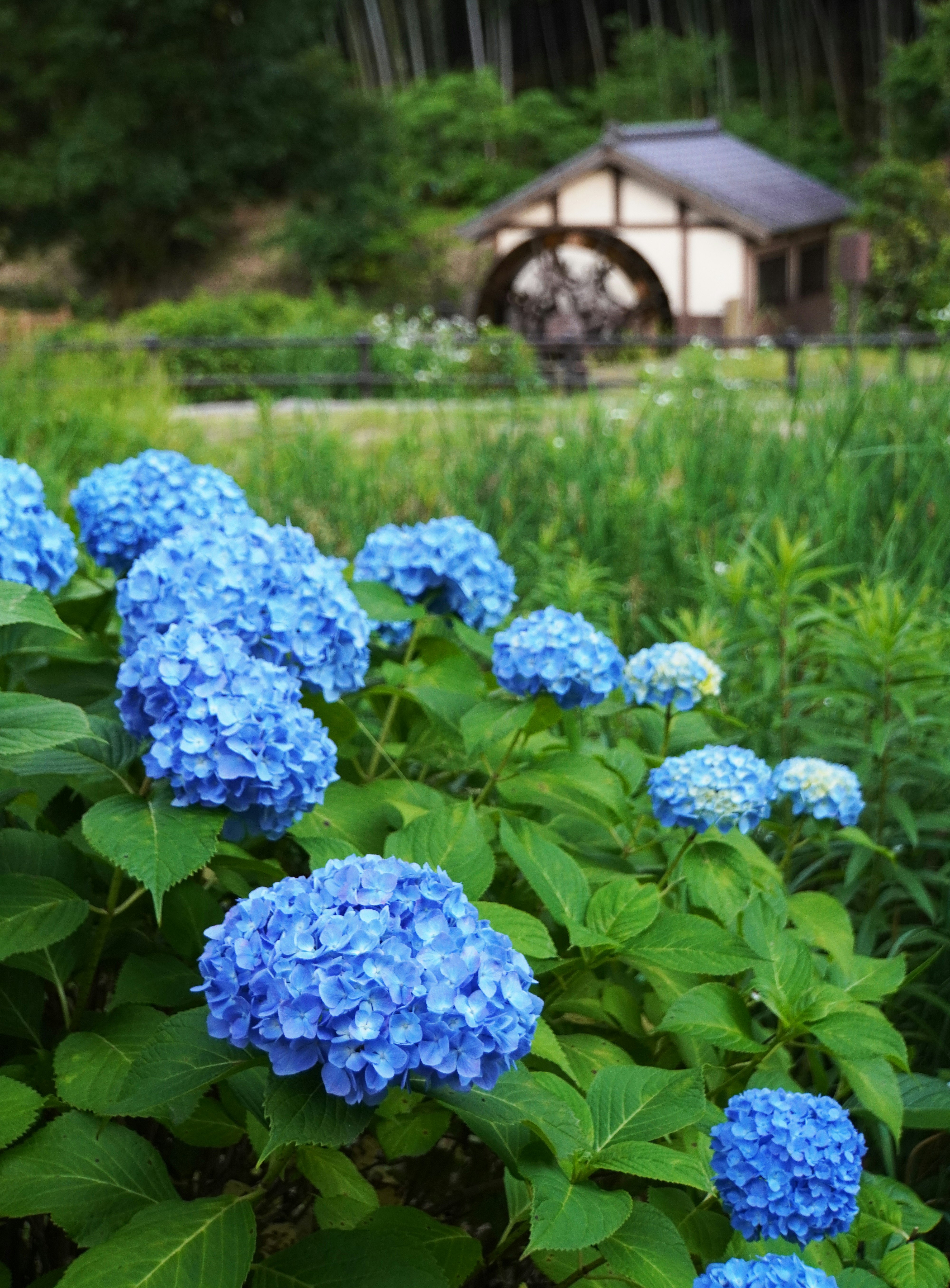 蓝色绣球花与花园凉亭背景