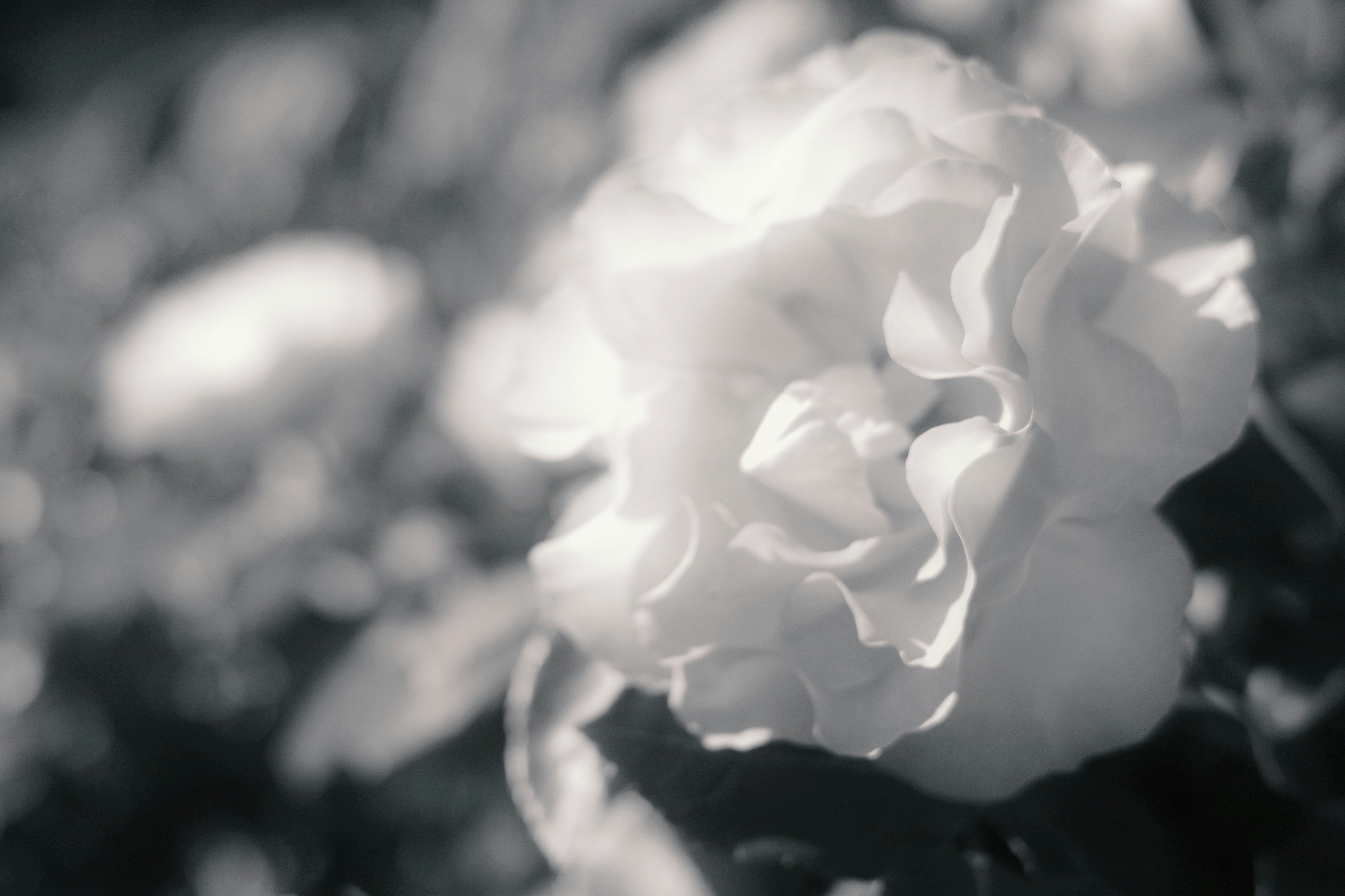 Gros plan macro en noir et blanc de pétales de rose