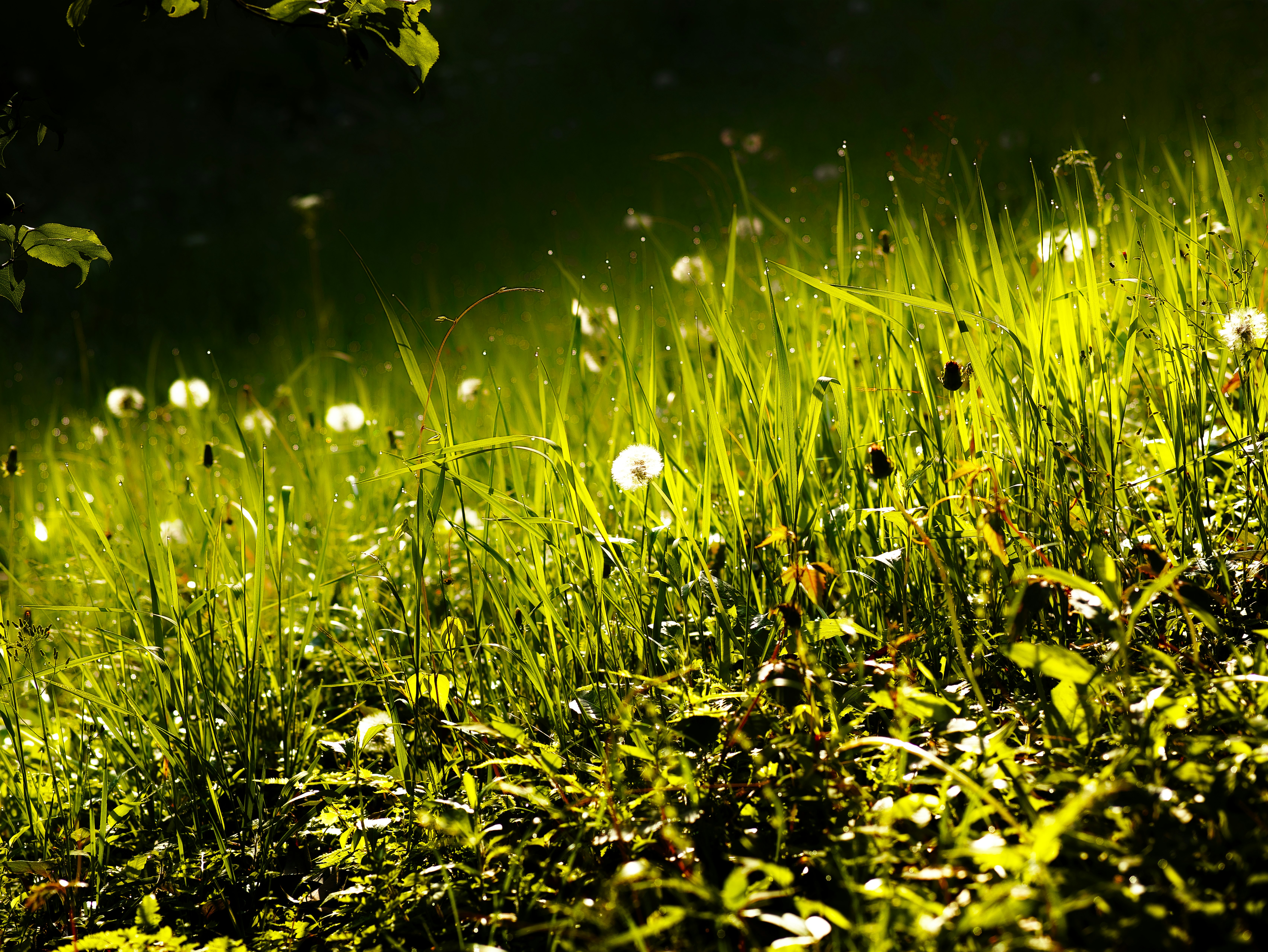 草むらの中で光る小さな花と朝露の玉