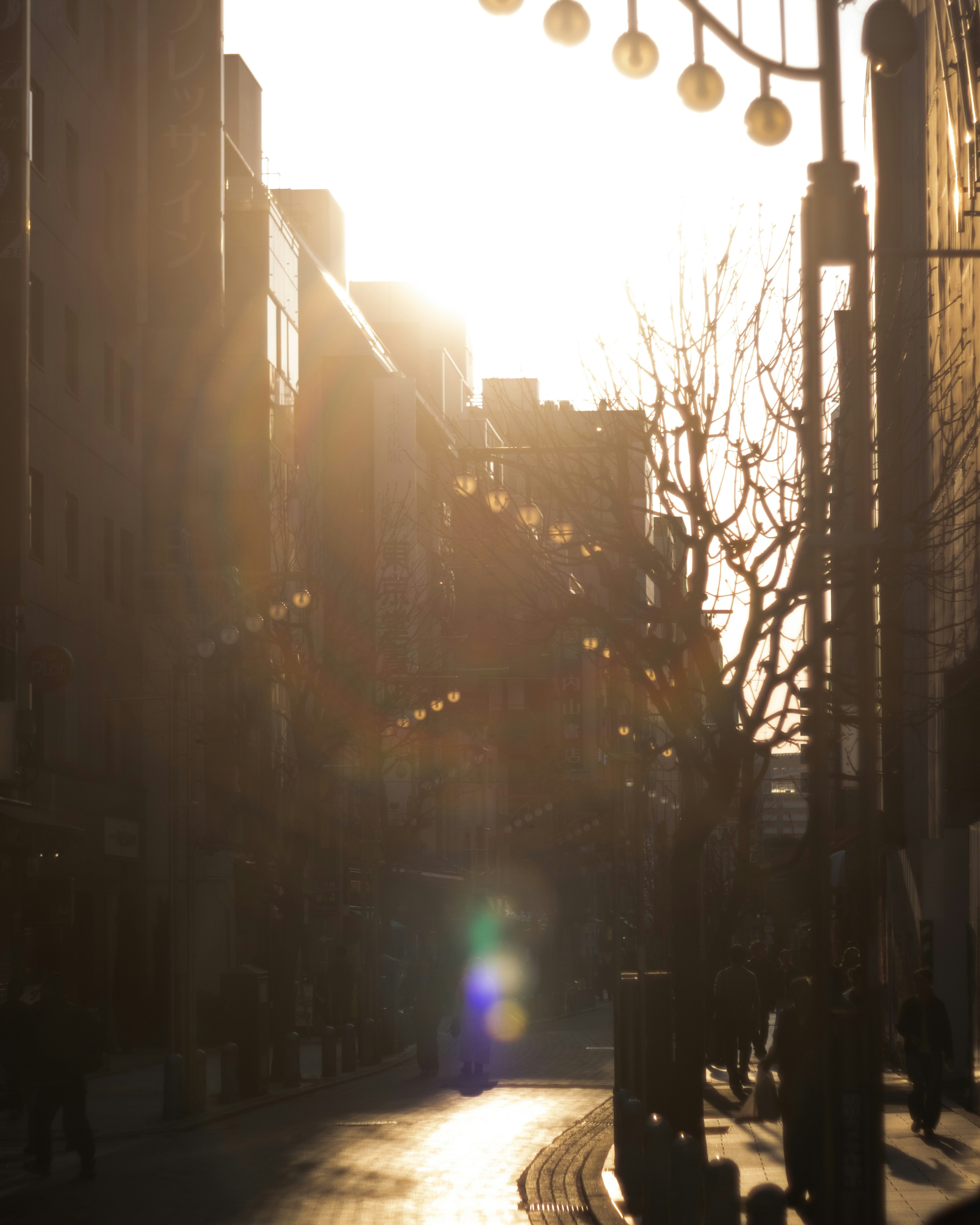 夕日に照らされた路地の建物と並ぶ木々