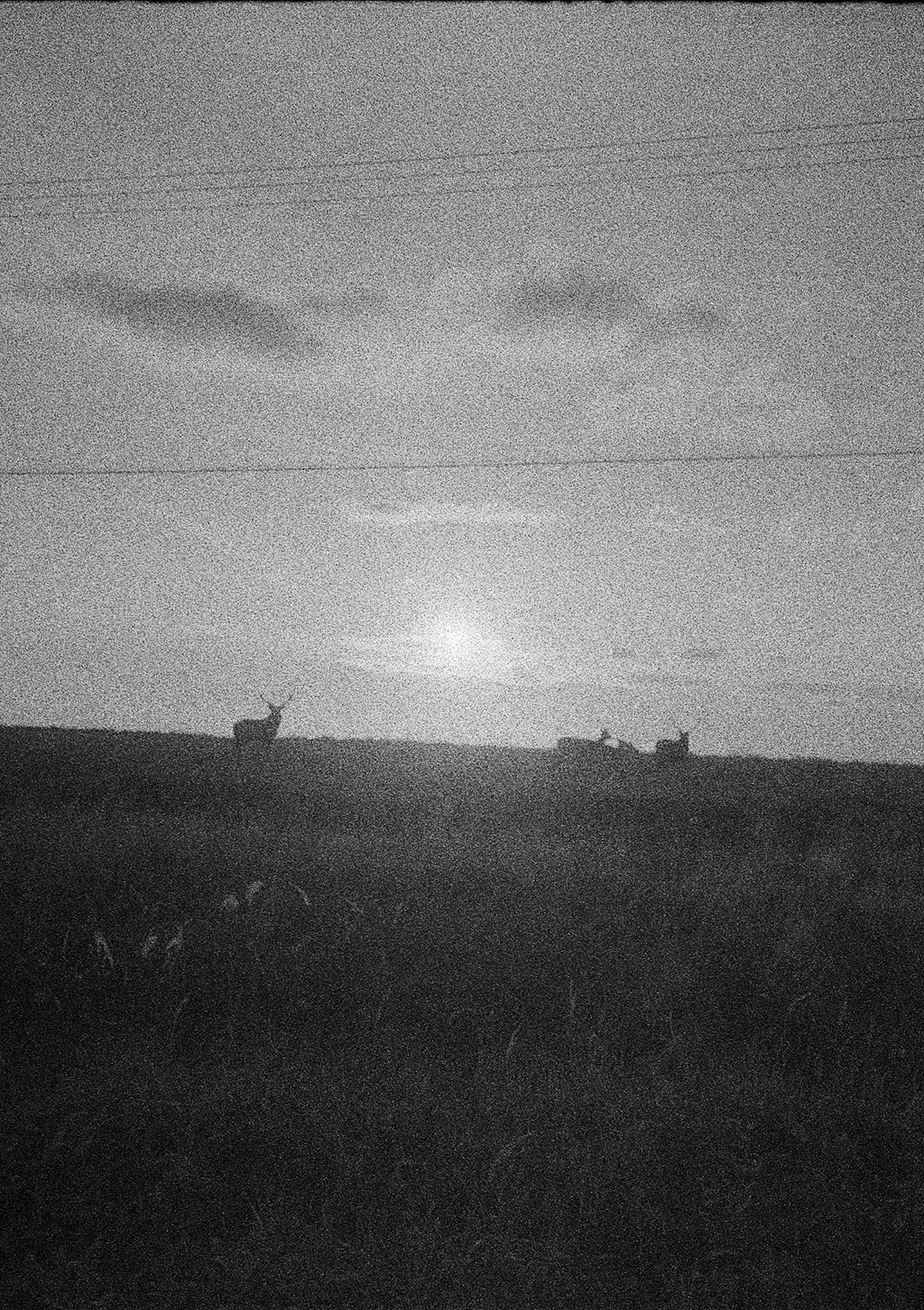 Des chevaux dans une prairie avec un coucher de soleil en arrière-plan