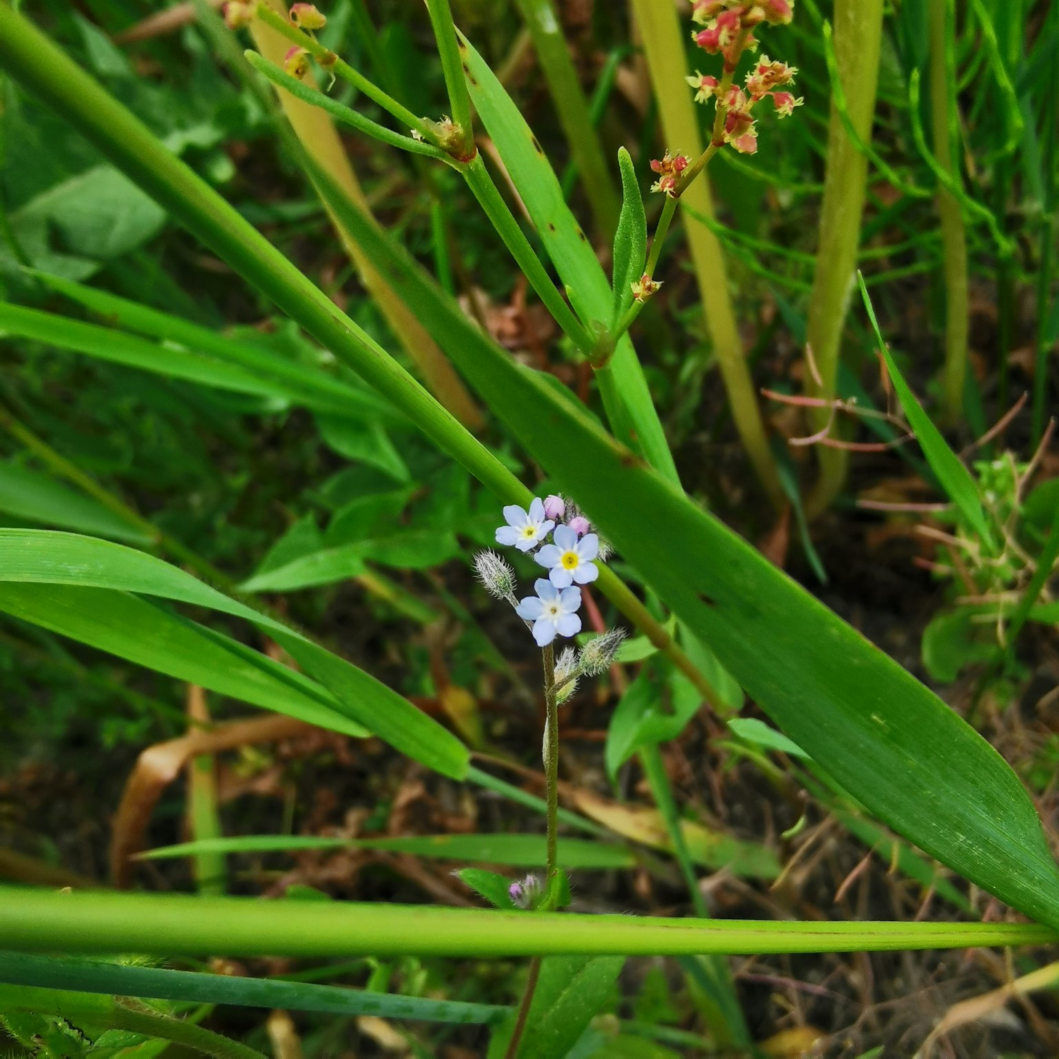 Una pequeña flor azul floreciendo entre hojas verdes