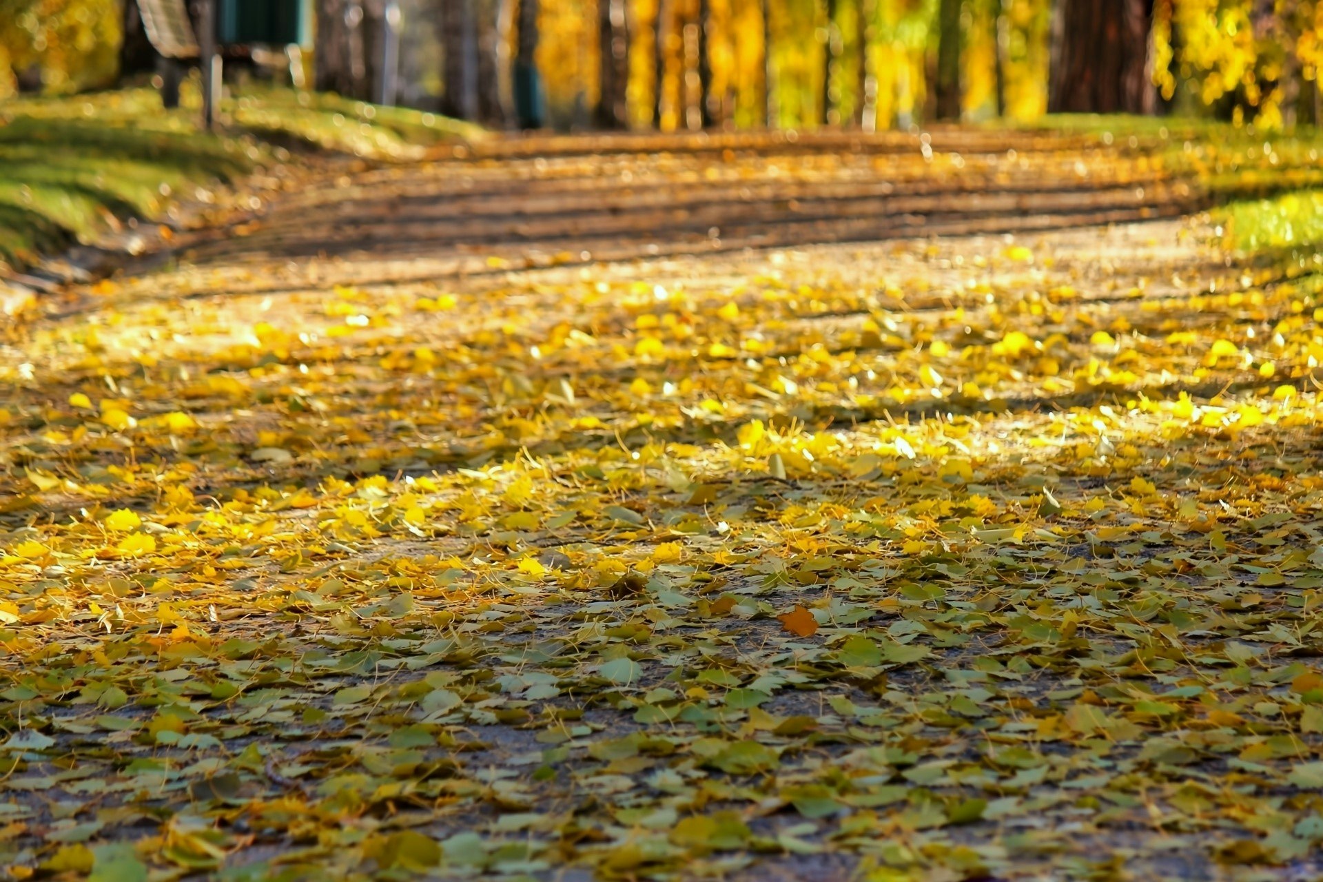 Sunlit carpet of fallen autumn leaves