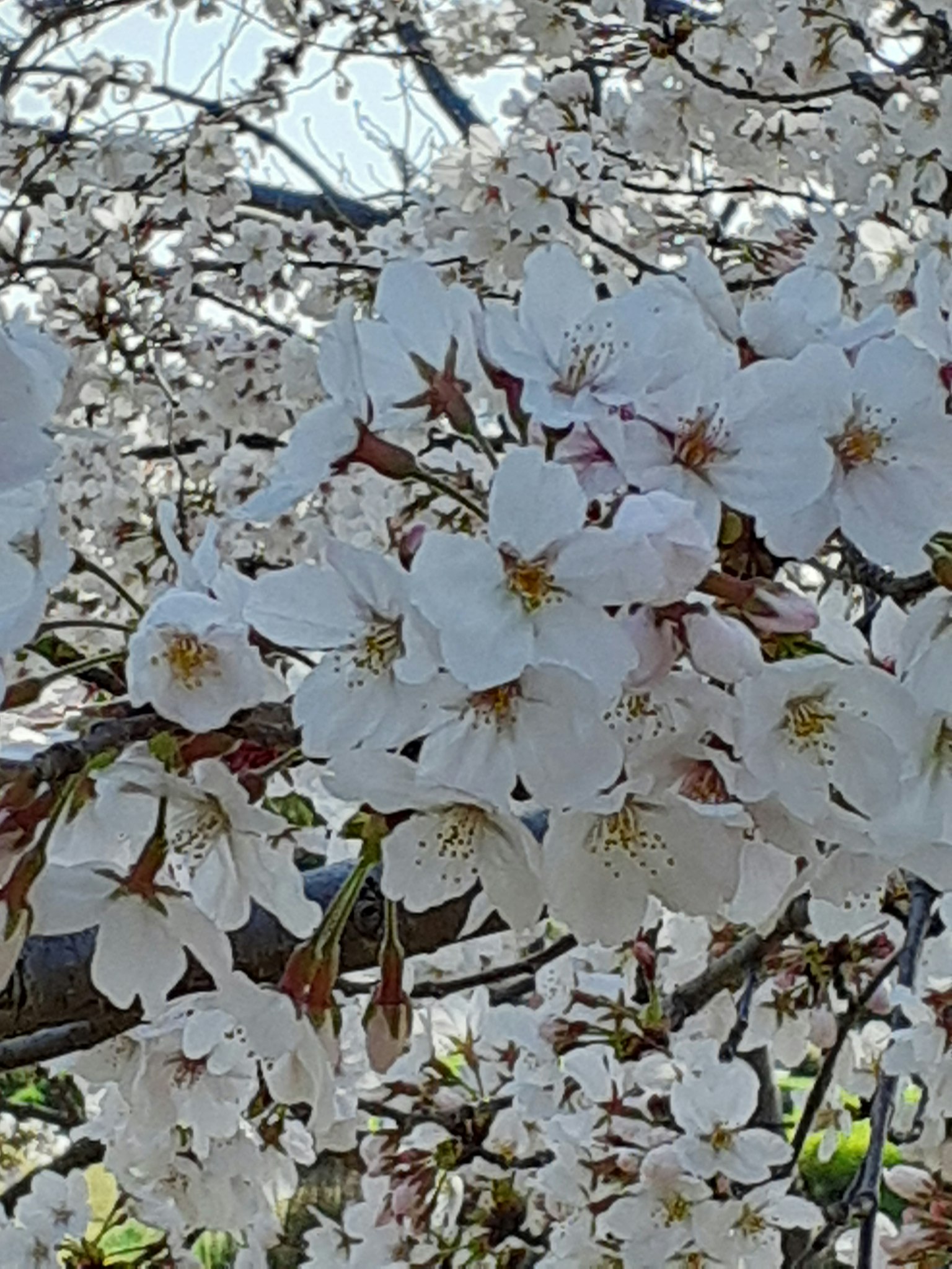 Gros plan de fleurs de cerisier en pleine floraison