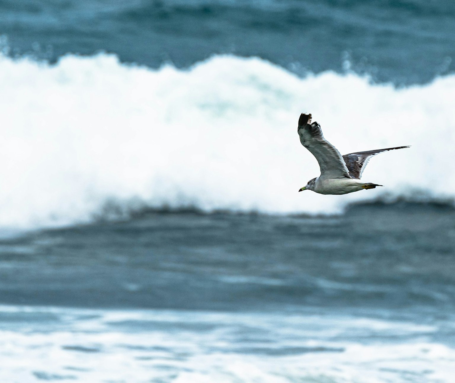Möwe, die über den Ozeanwellen fliegt