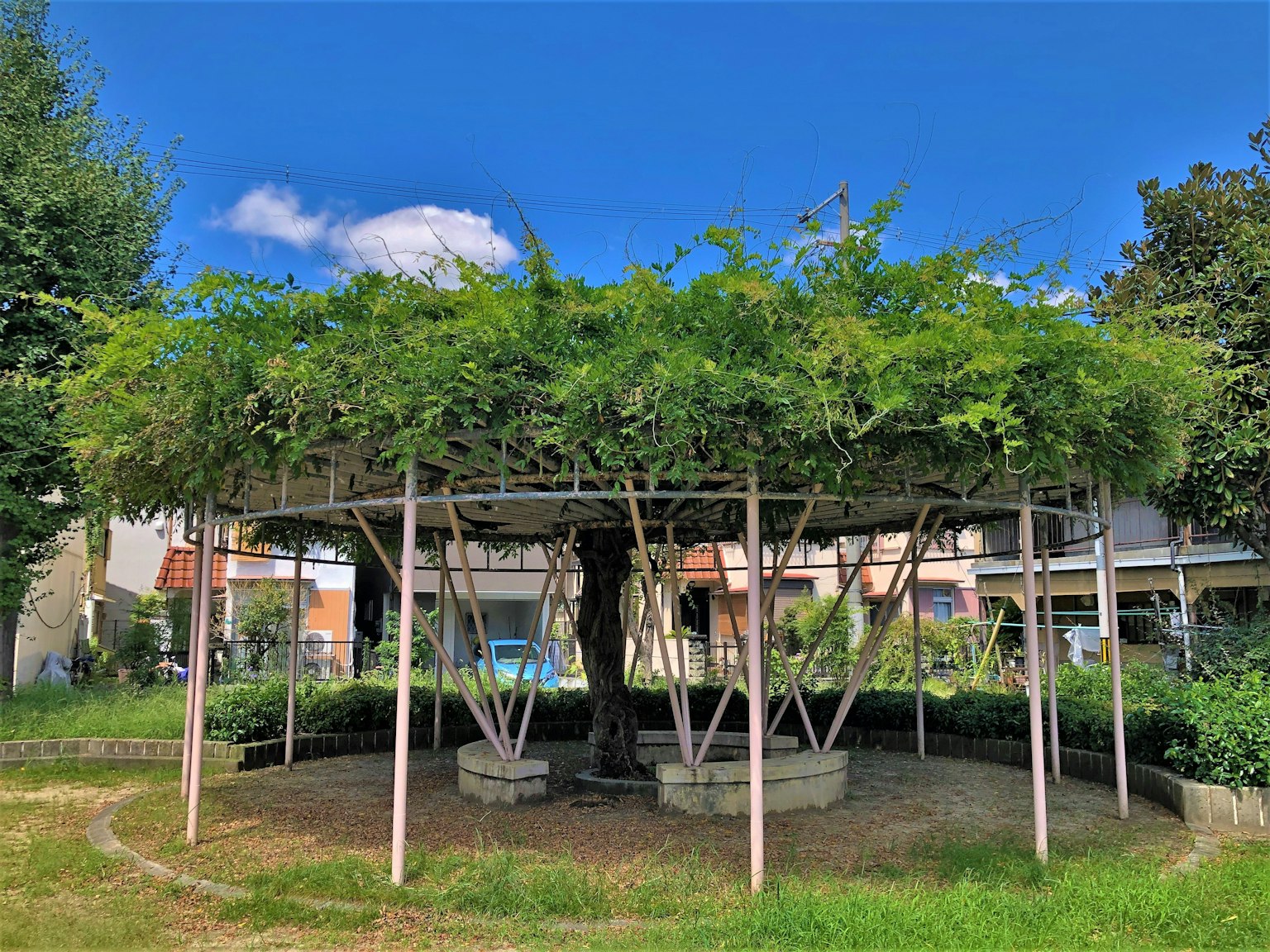 Structure circulaire dans un parc avec un grand arbre recouvert d'un feuillage vert